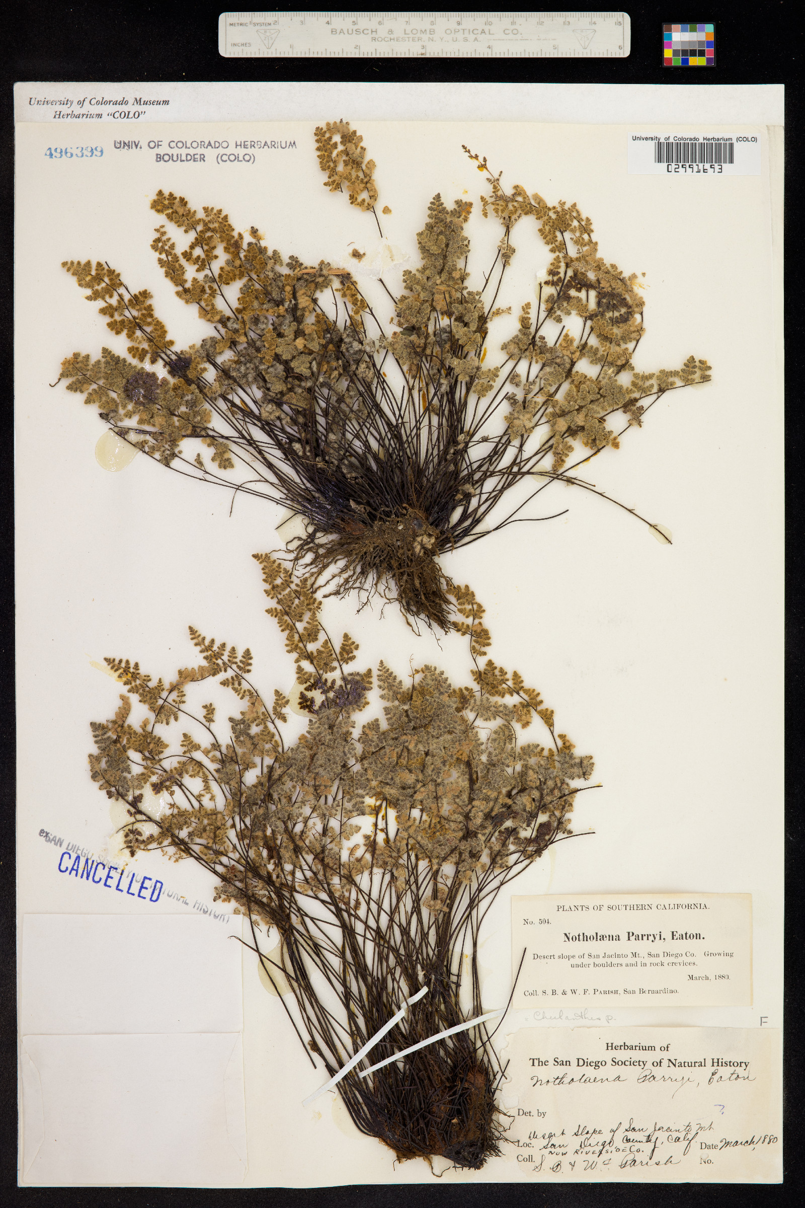 Cheilanthes parryi image