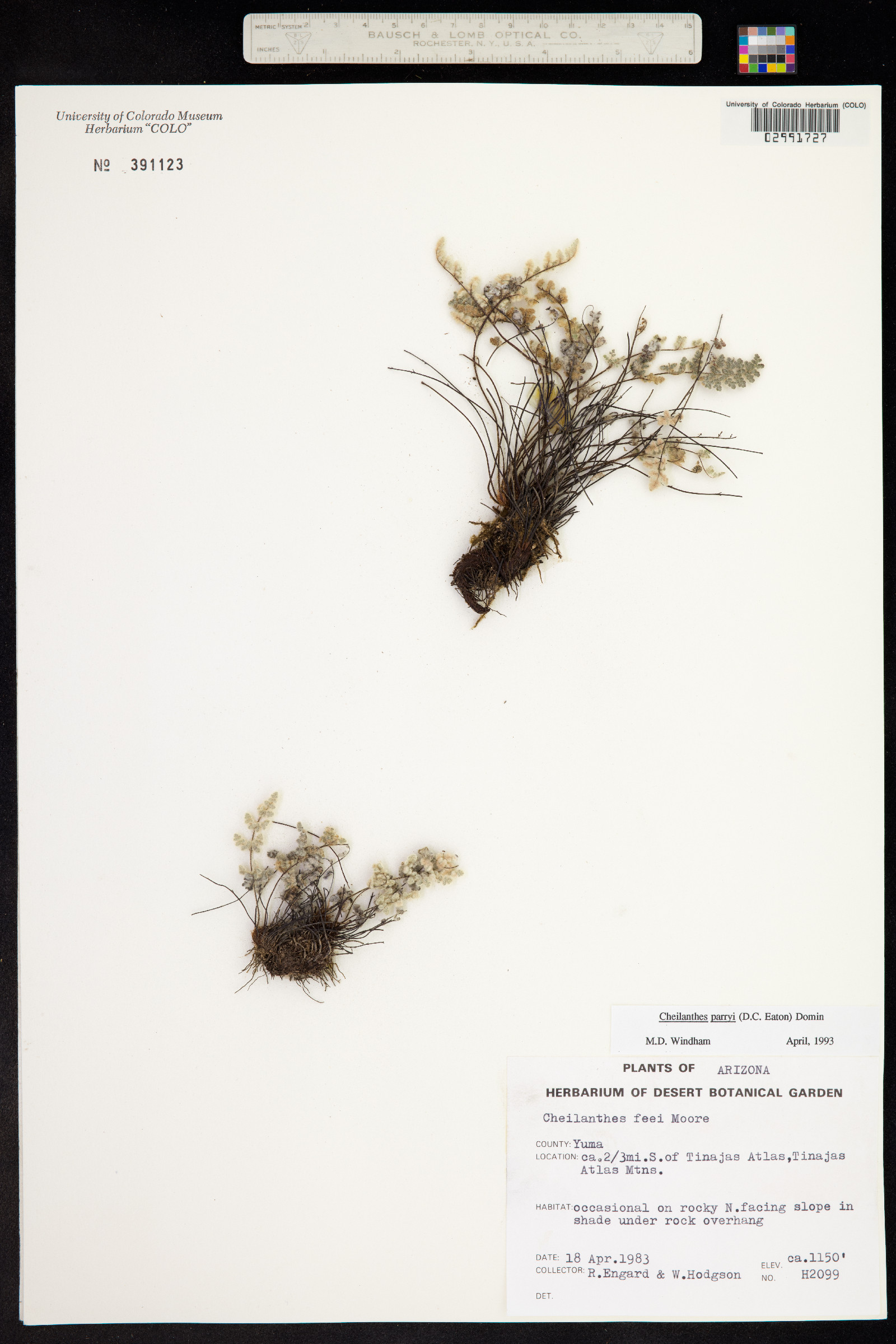 Cheilanthes parryi image