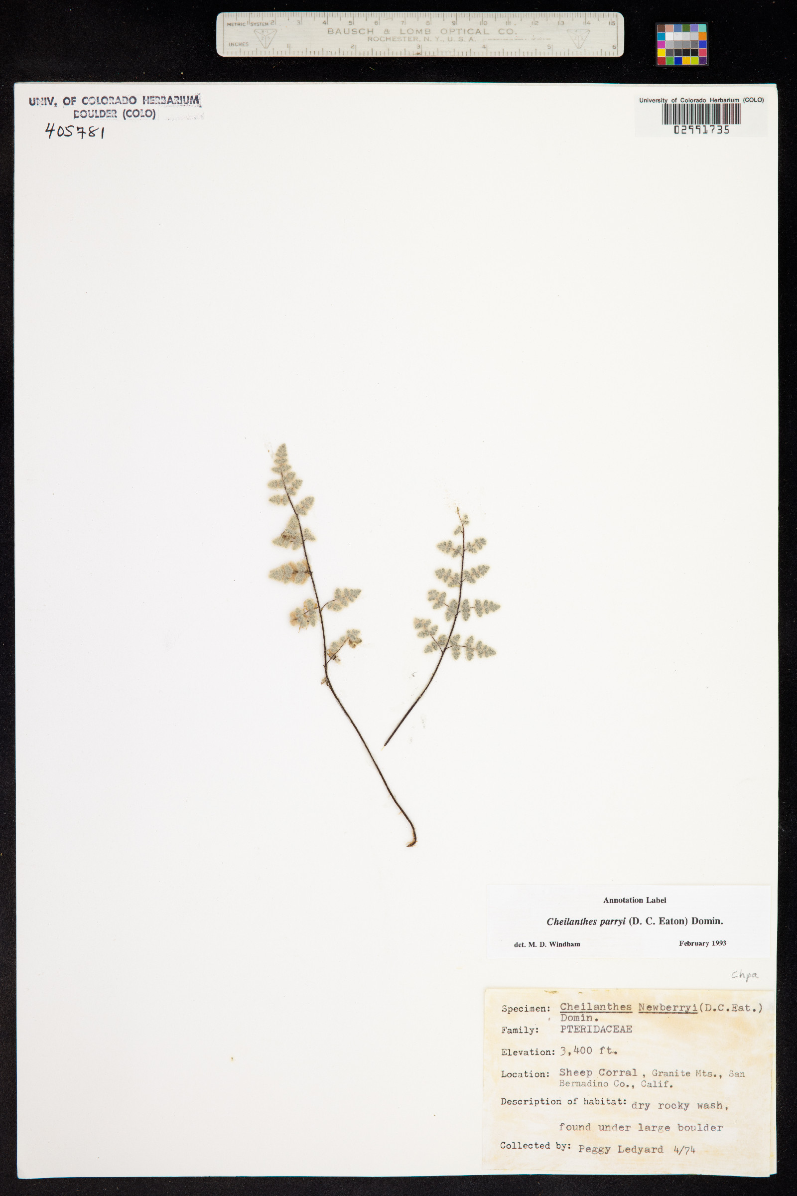 Cheilanthes parryi image