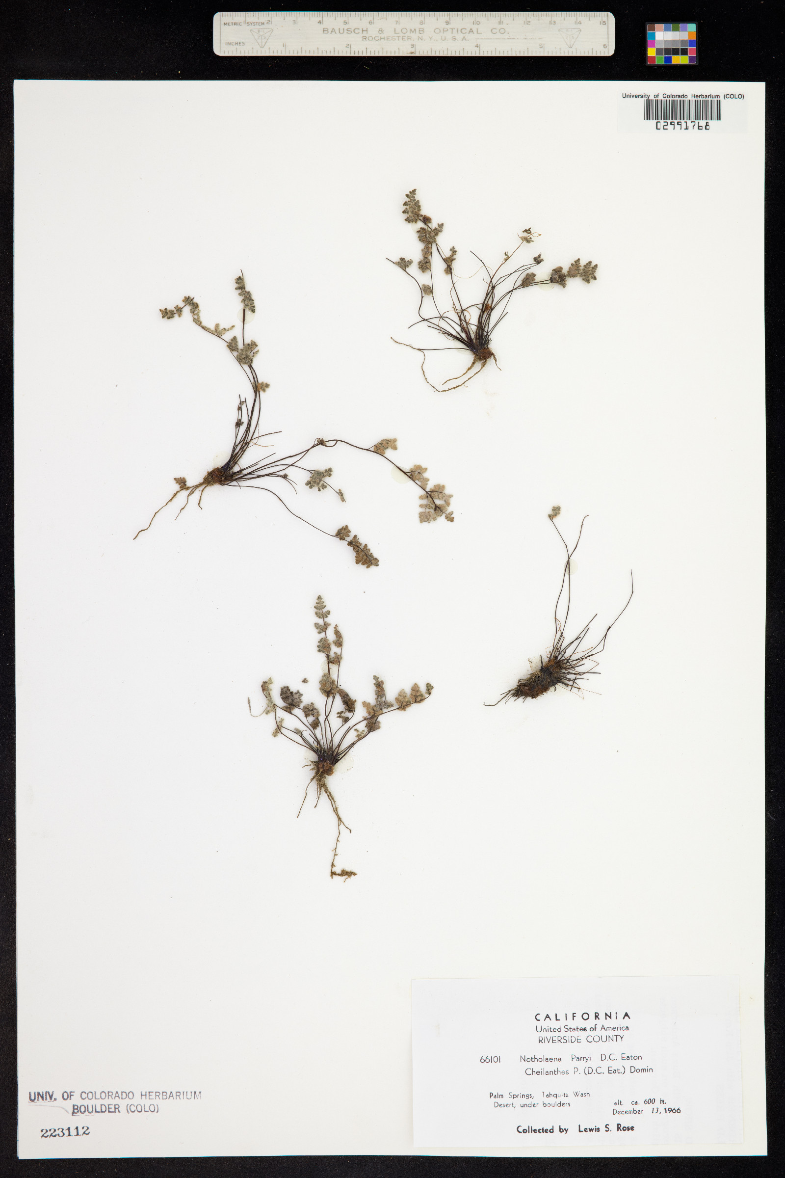 Cheilanthes parryi image