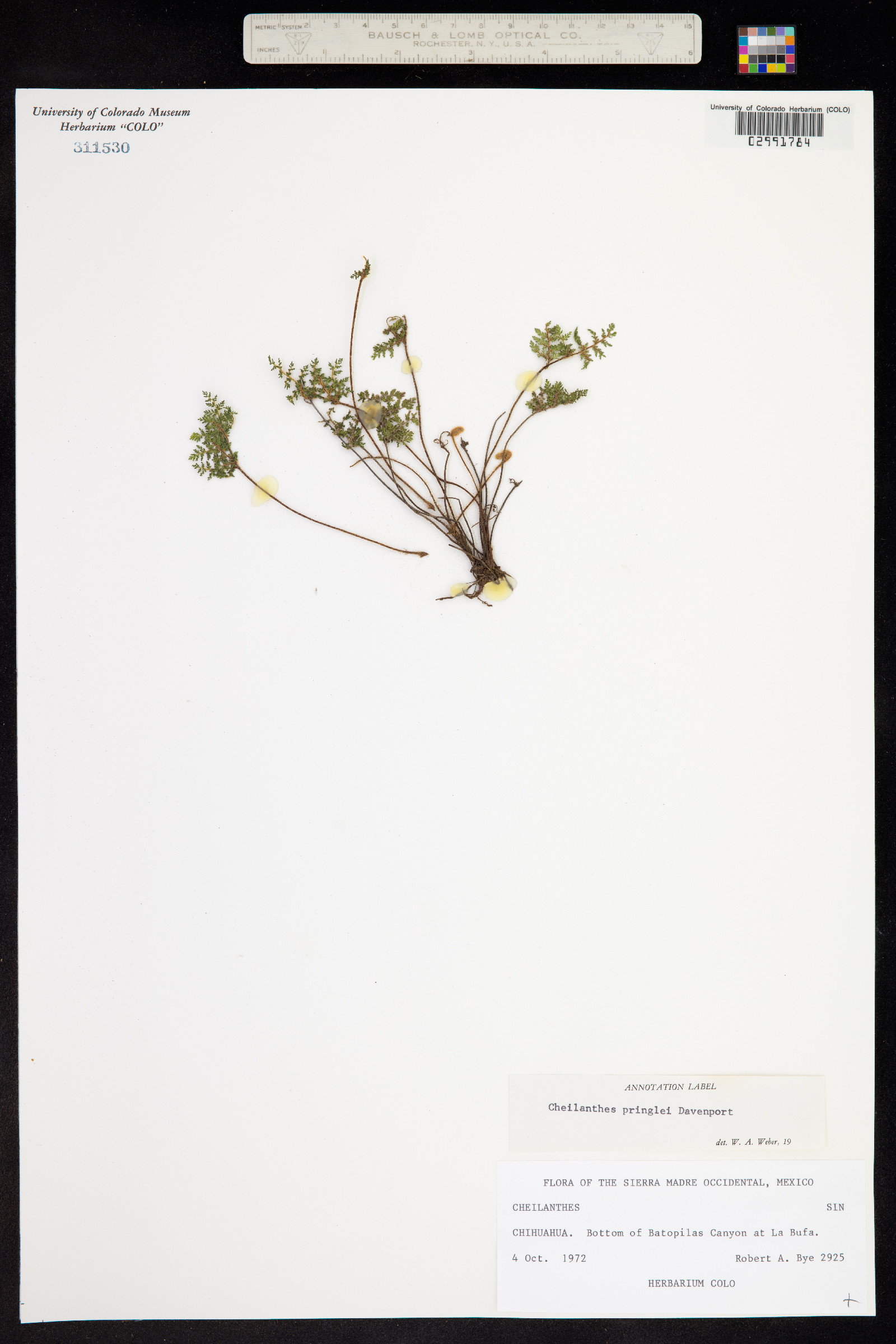 Cheilanthes pringlei image