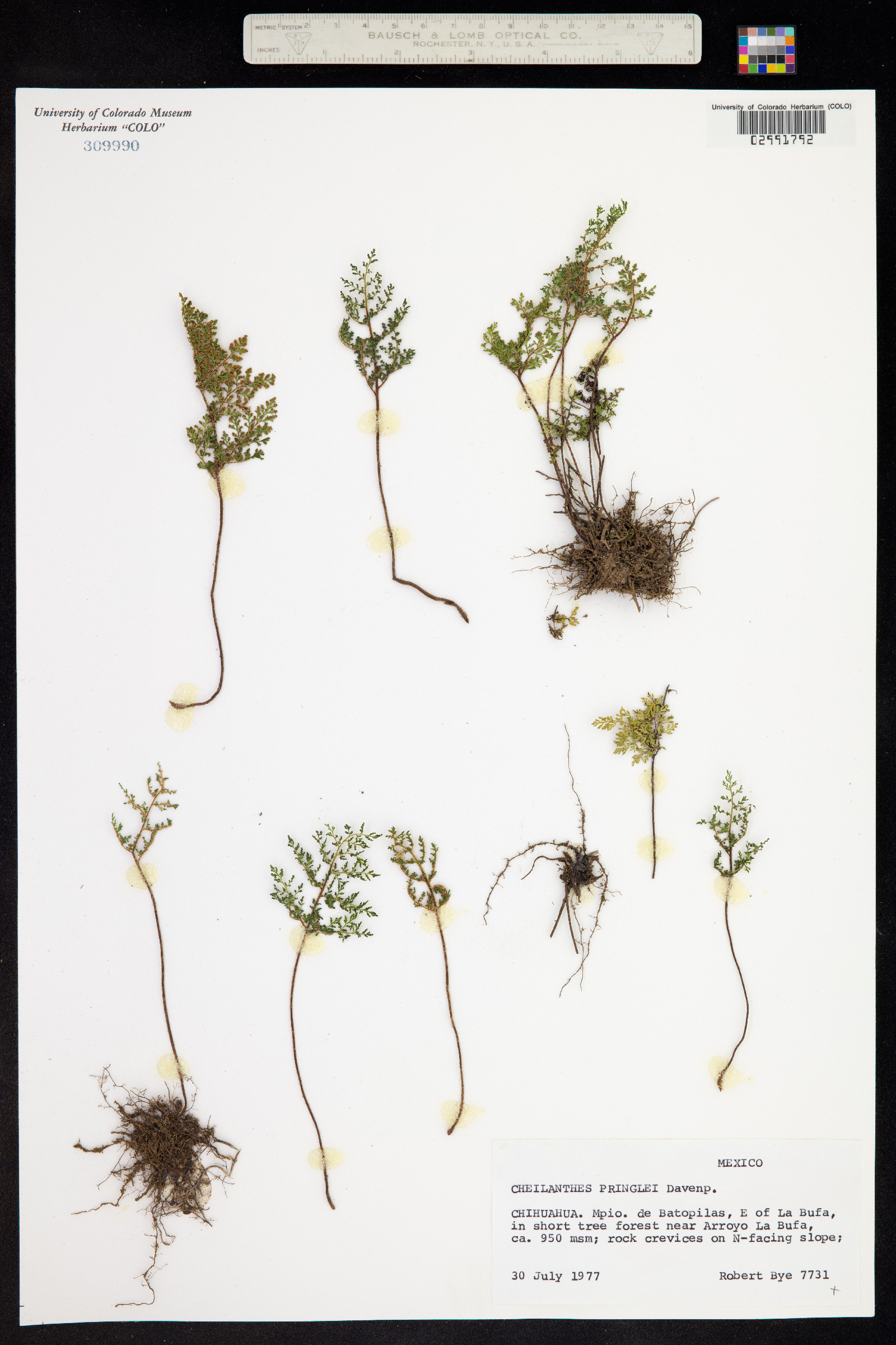 Cheilanthes pringlei image