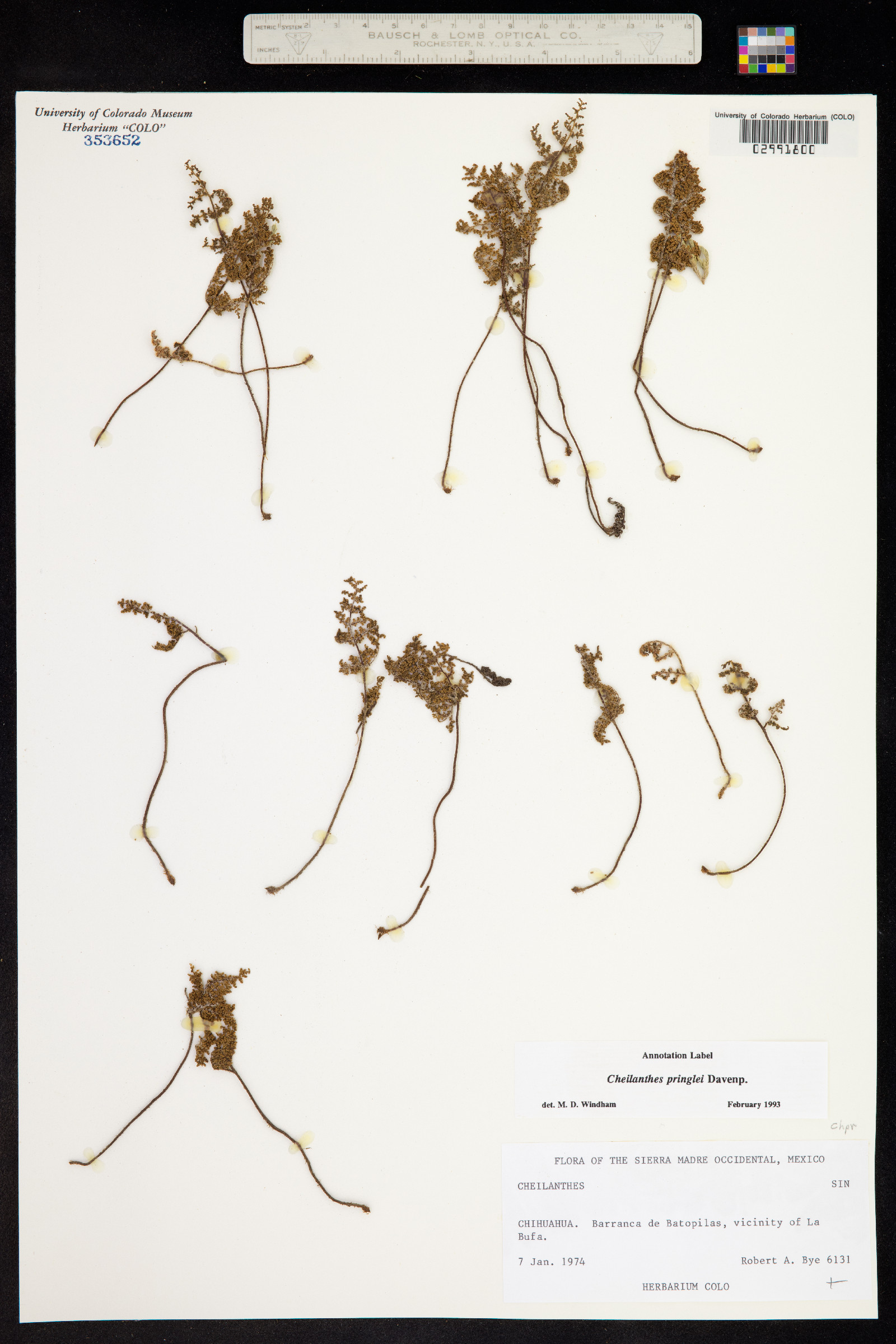 Cheilanthes pringlei image