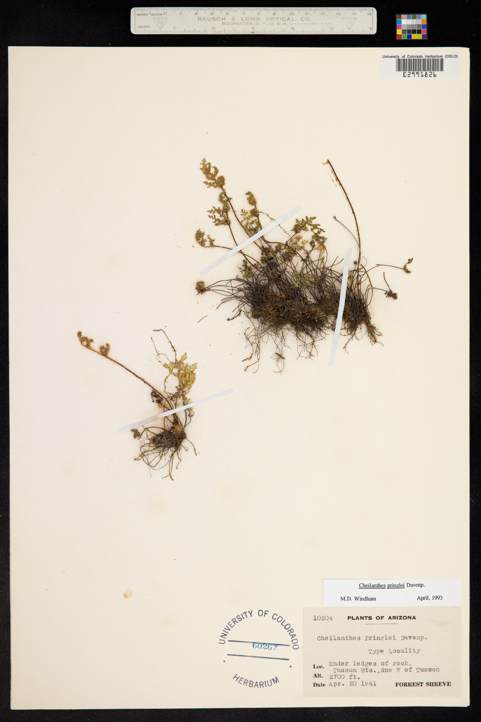Cheilanthes pringlei image