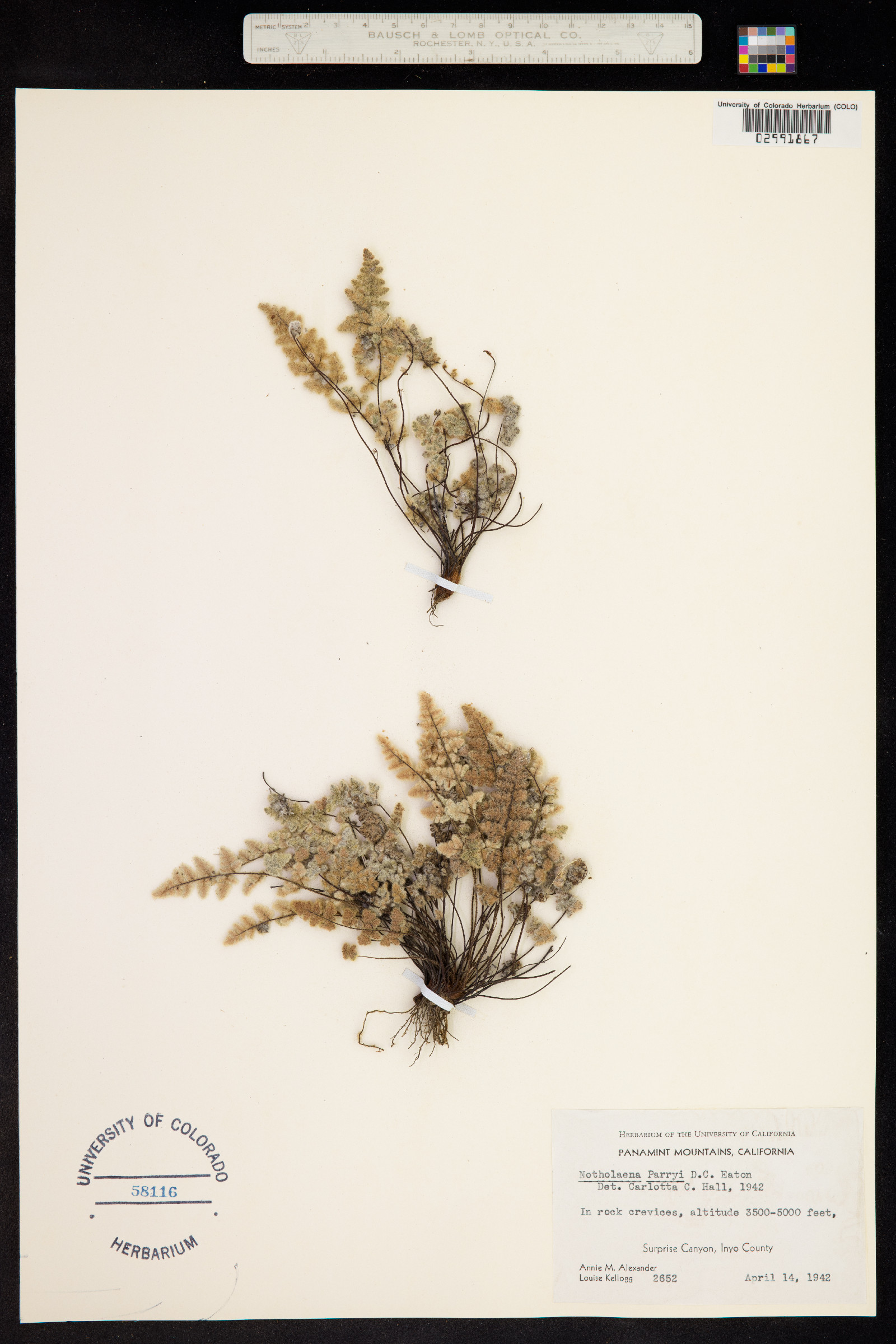 Cheilanthes parryi image