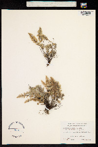 Cheilanthes parryi image