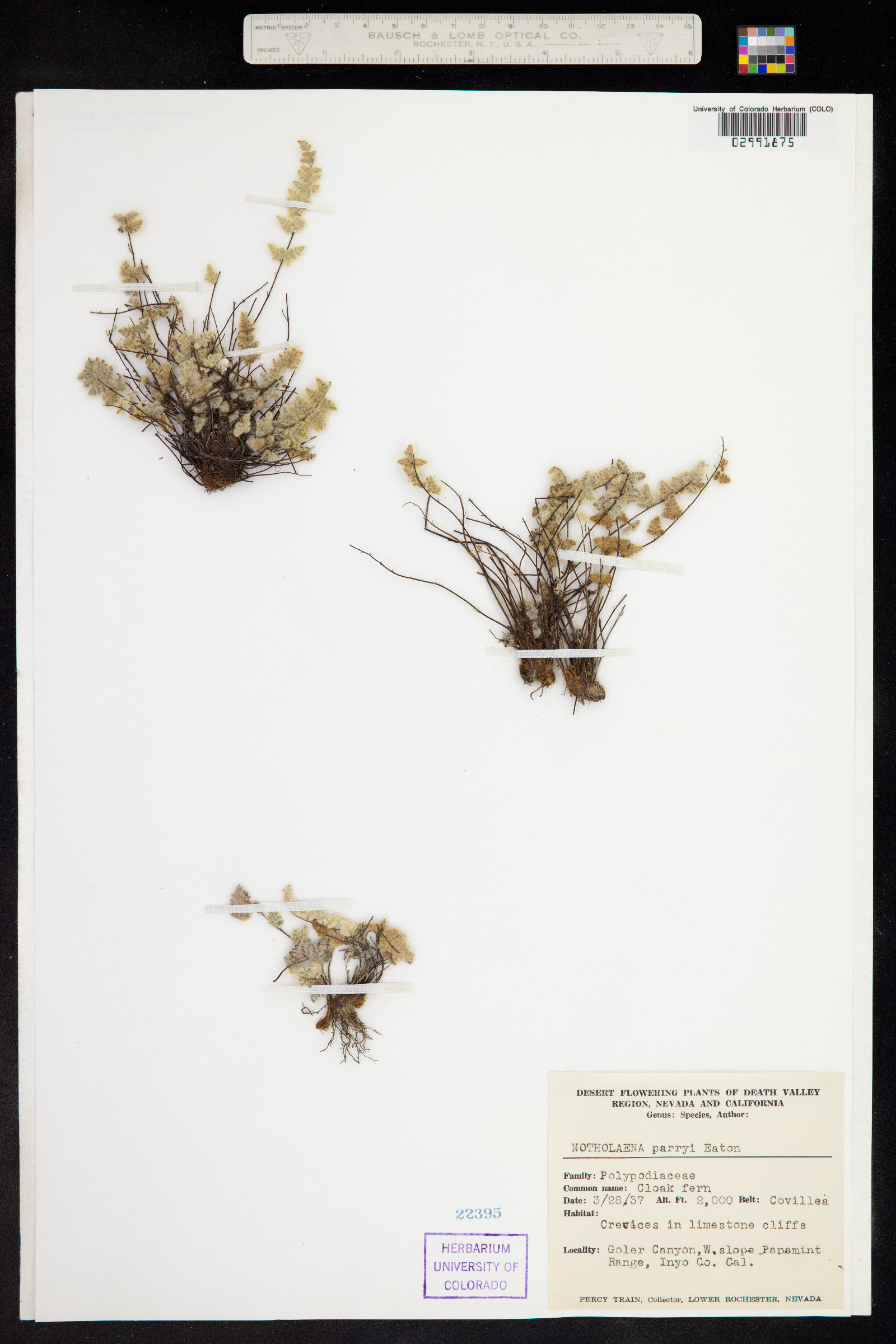 Cheilanthes parryi image