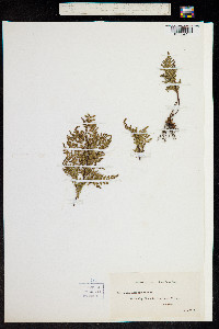 Image of Cheilanthes tenuifolia