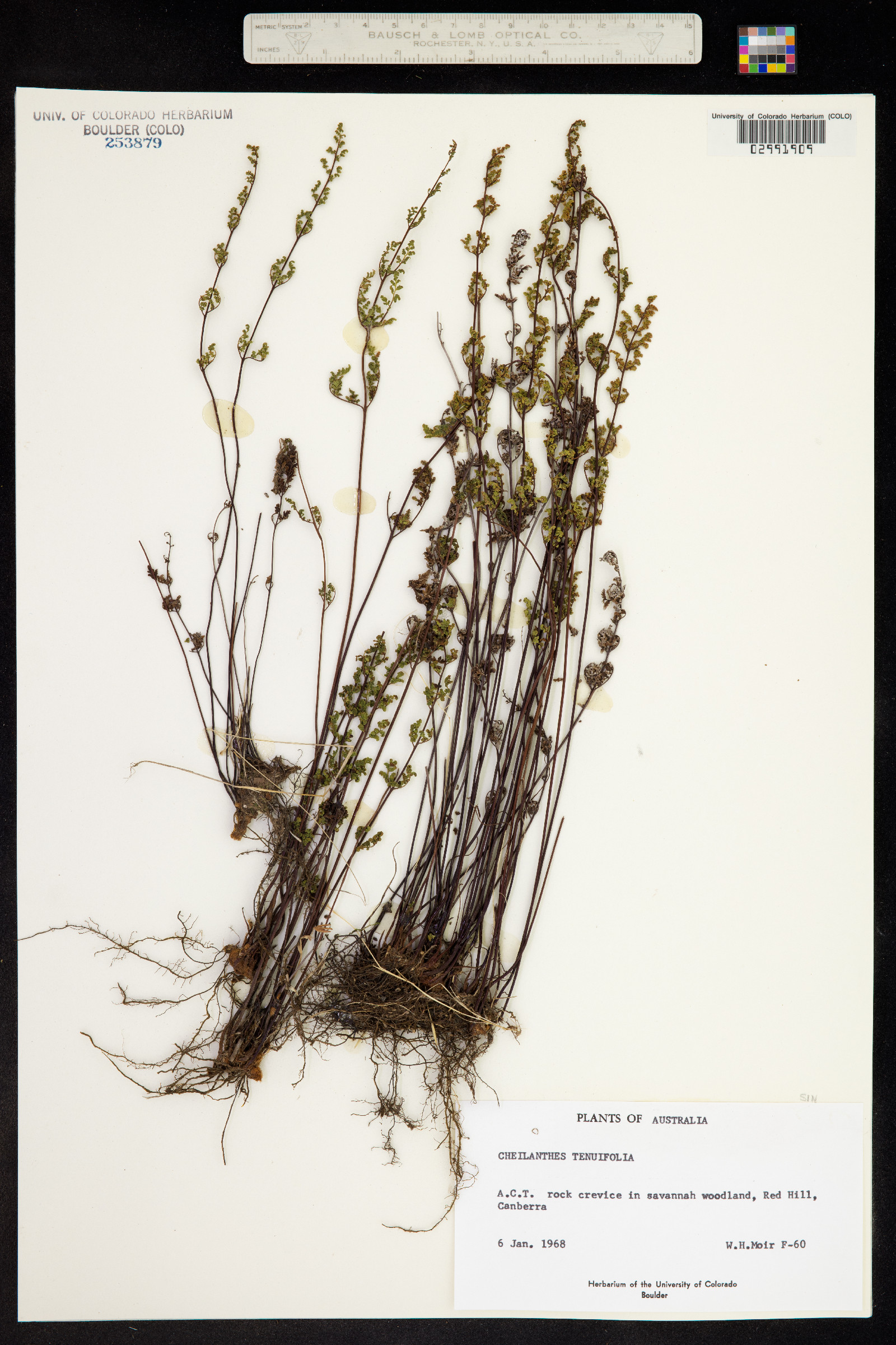 Cheilanthes tenuifolia image