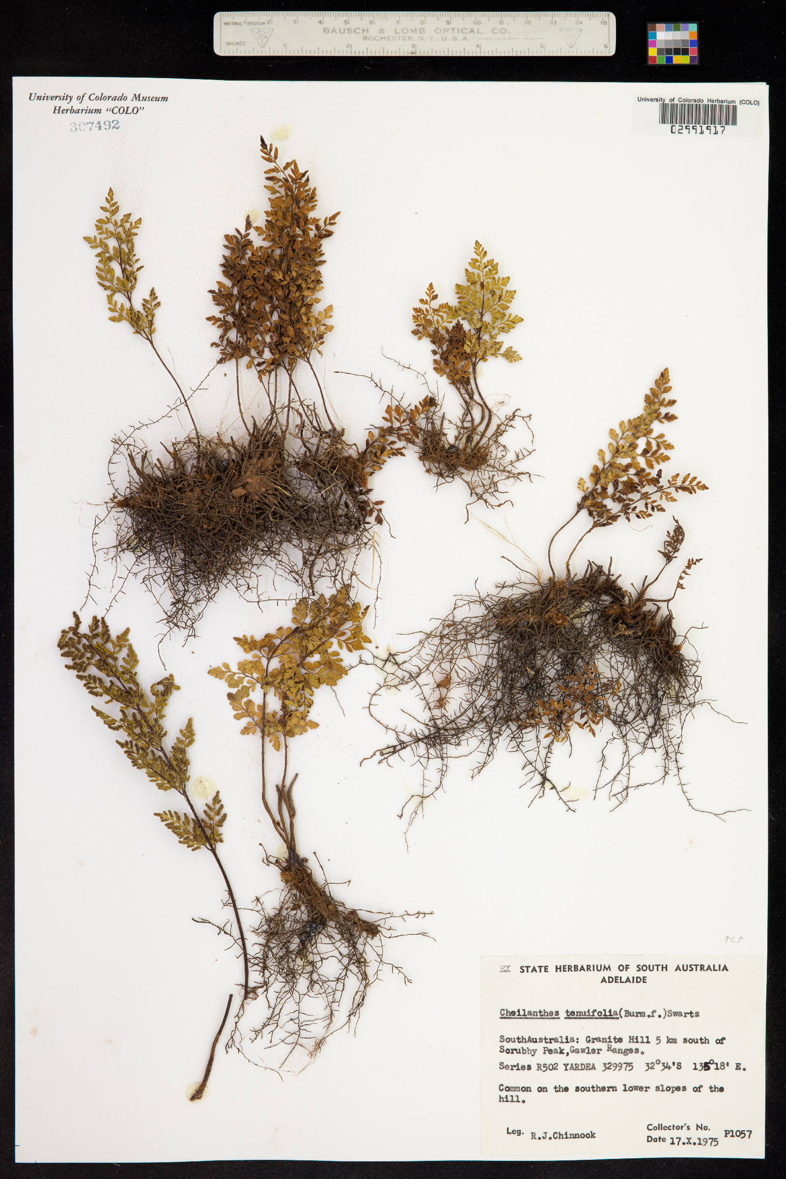 Cheilanthes tenuifolia image