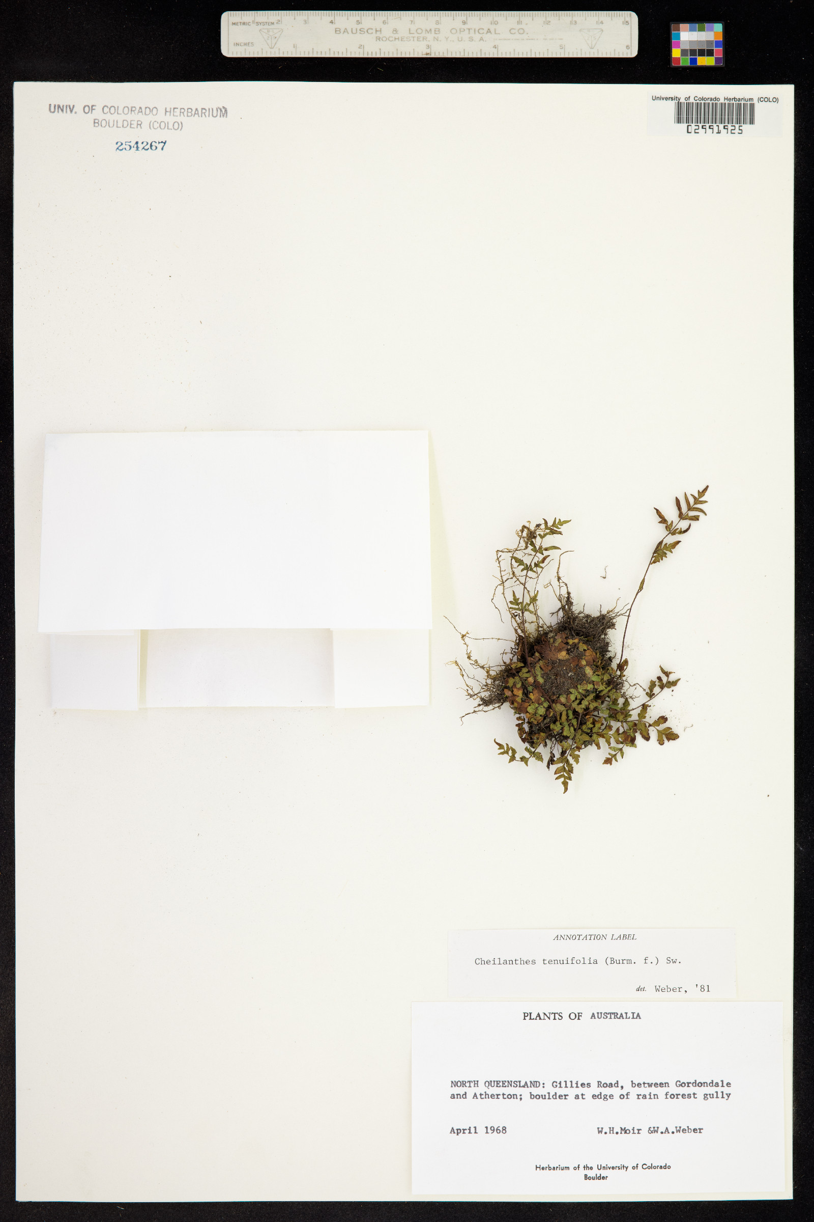 Cheilanthes tenuifolia image