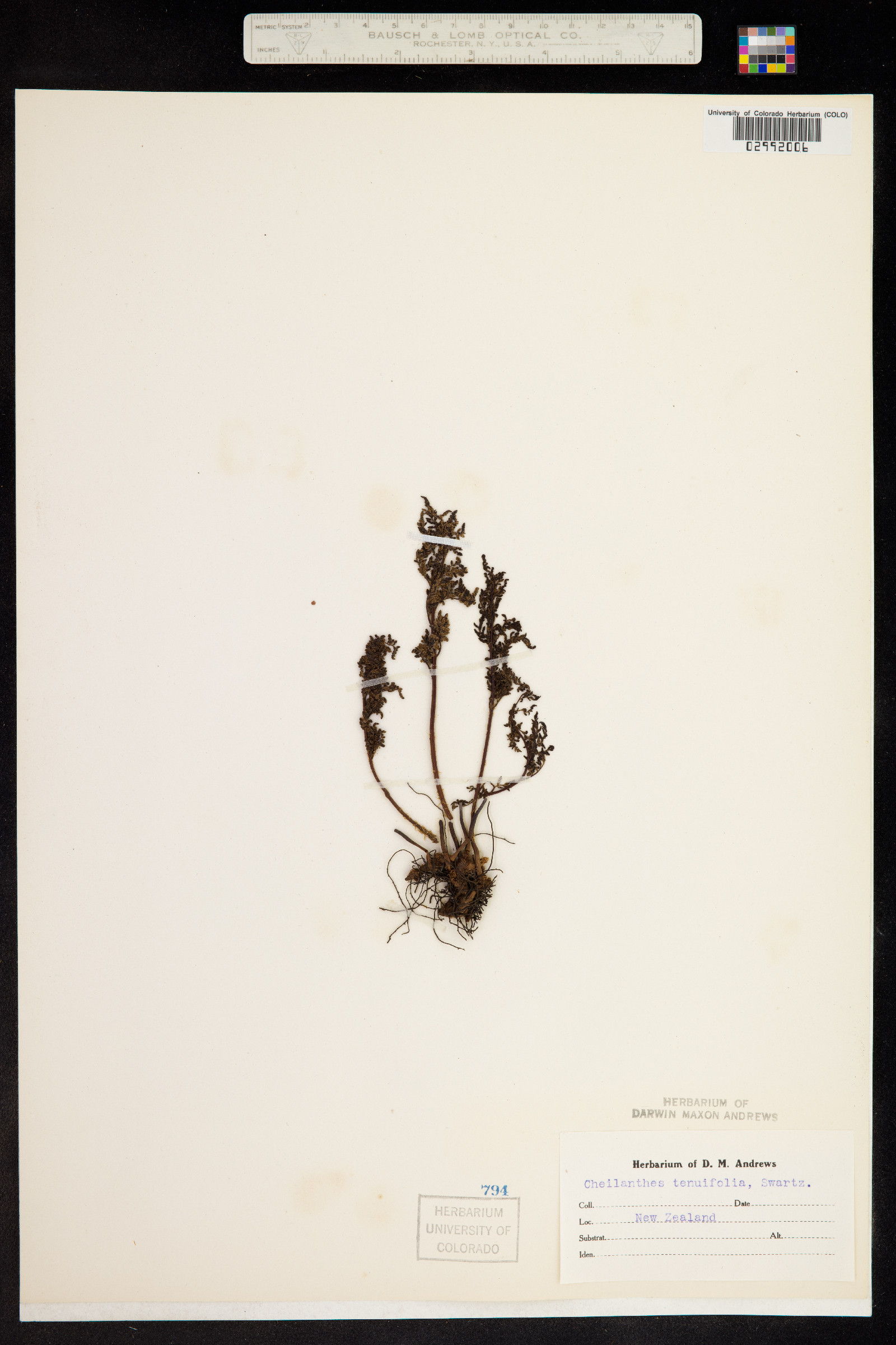 Cheilanthes tenuifolia image