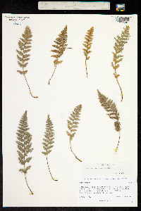 Cheilanthes tomentosa image