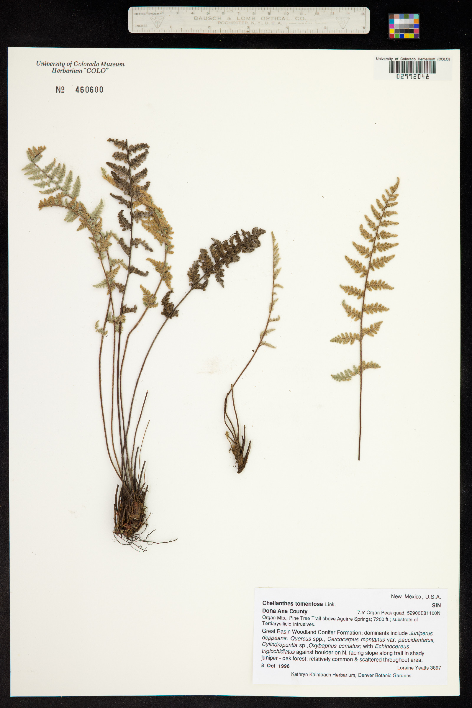 Cheilanthes tomentosa image