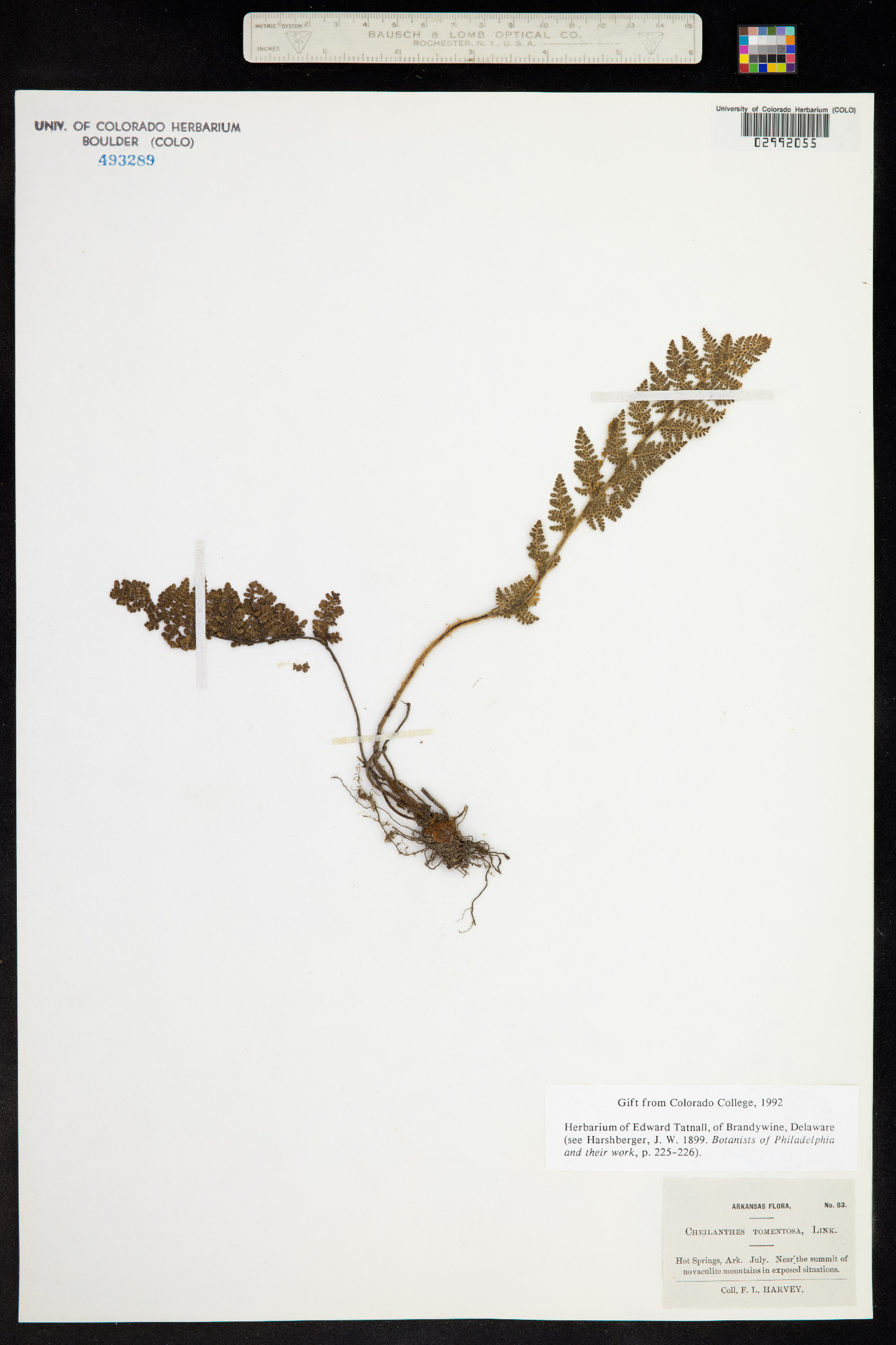 Cheilanthes tomentosa image