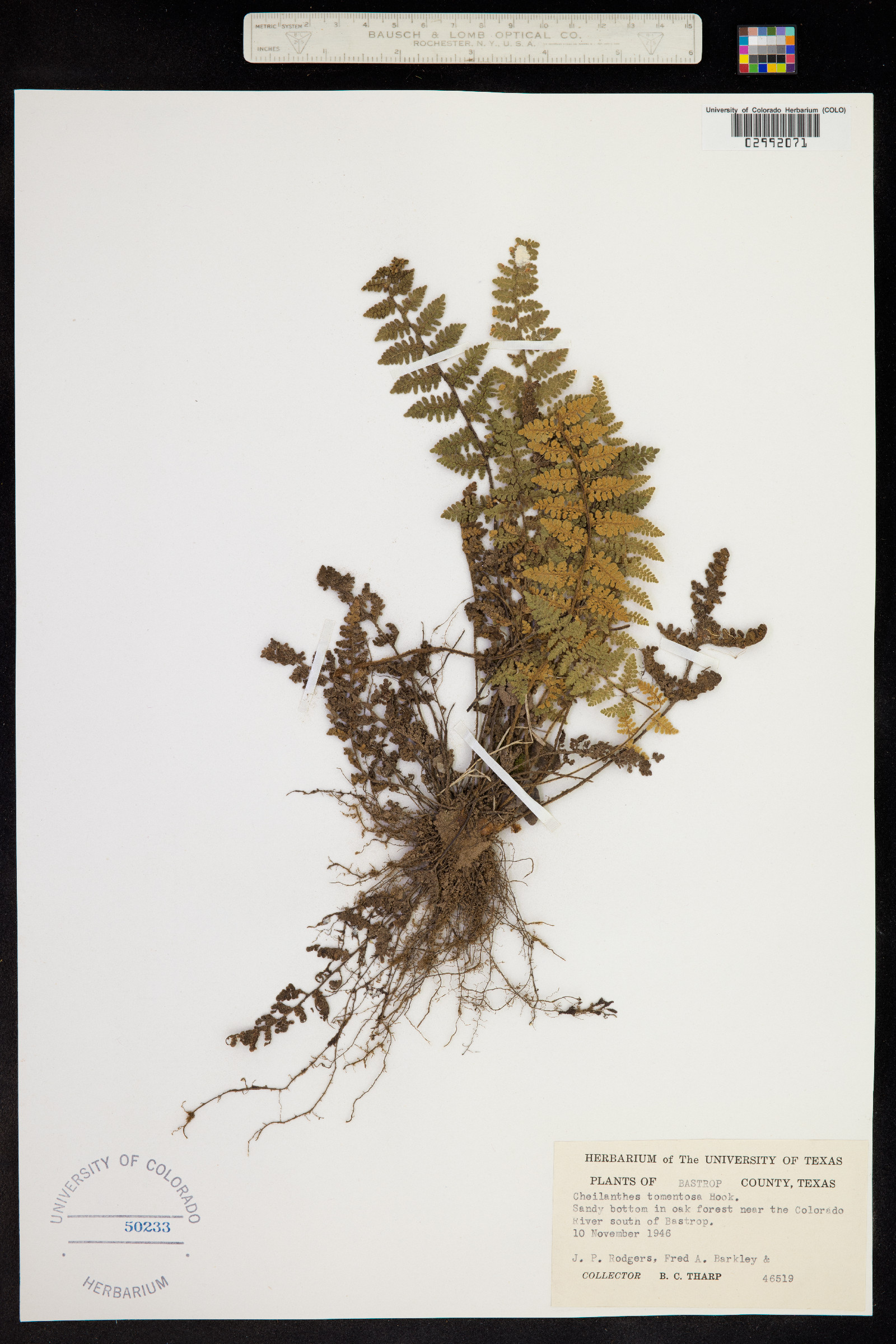 Cheilanthes tomentosa image