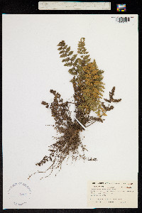 Cheilanthes tomentosa image