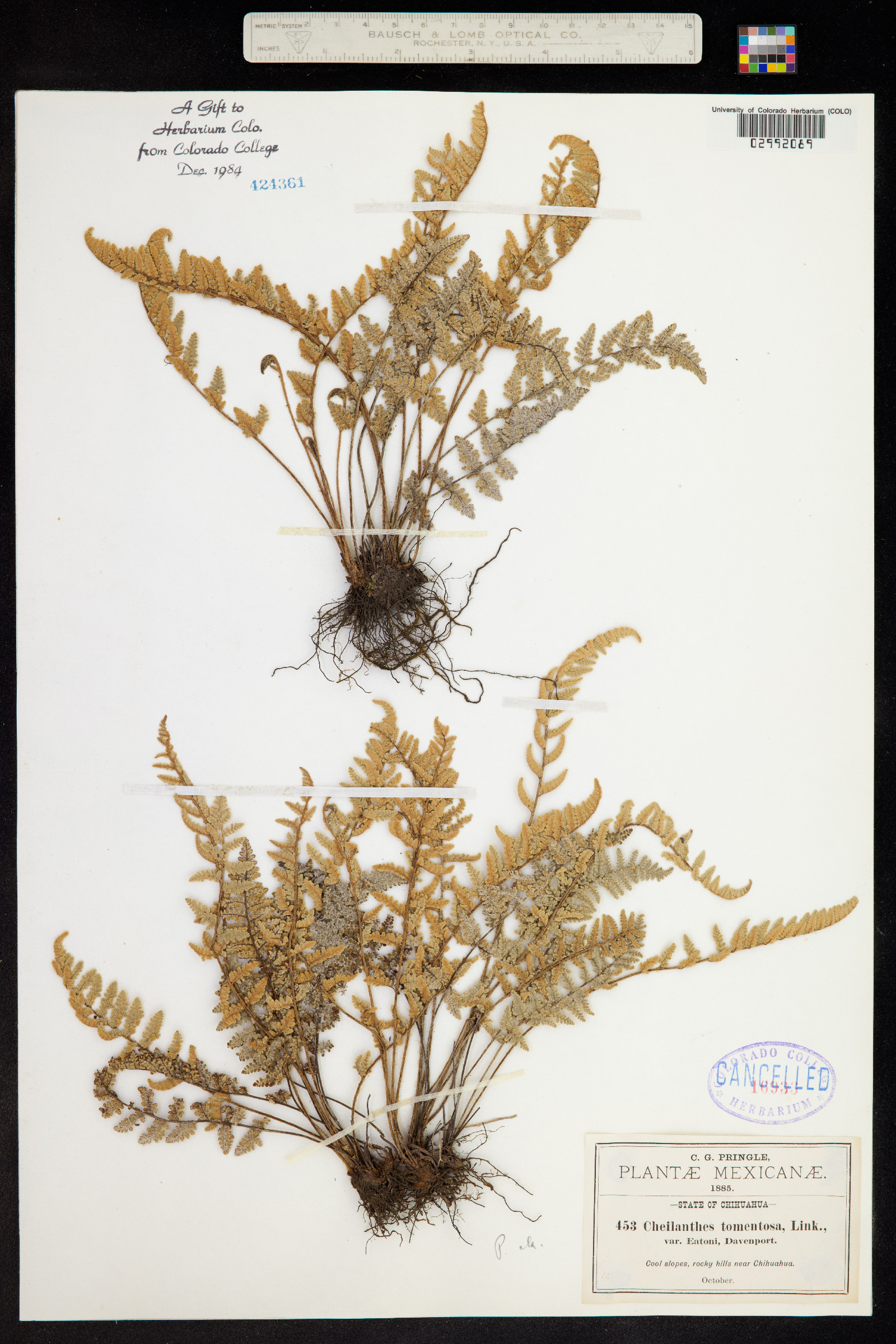 Cheilanthes tomentosa image