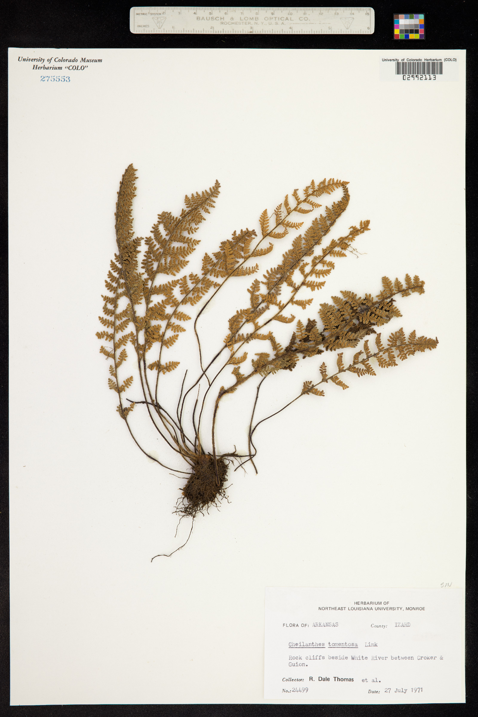 Cheilanthes tomentosa image