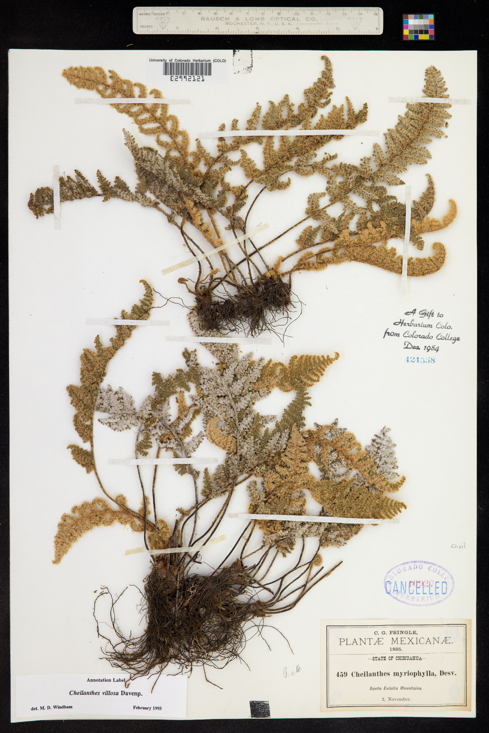 Cheilanthes villosa image