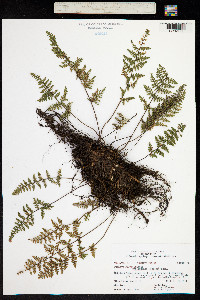 Cheilanthes wootonii image