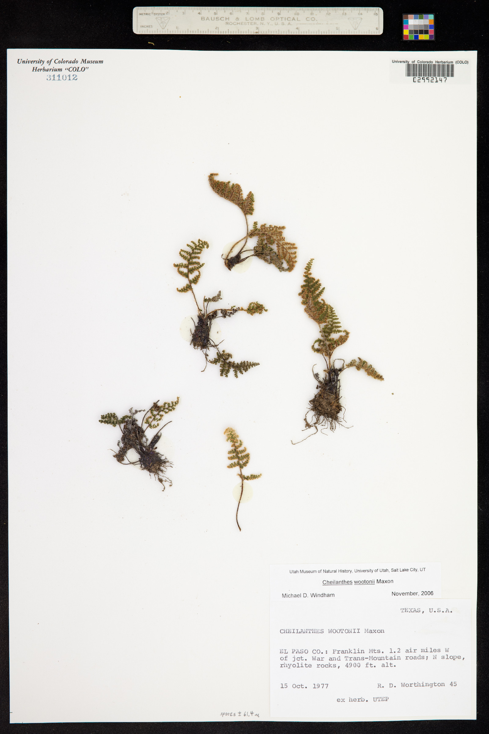 Cheilanthes wootonii image