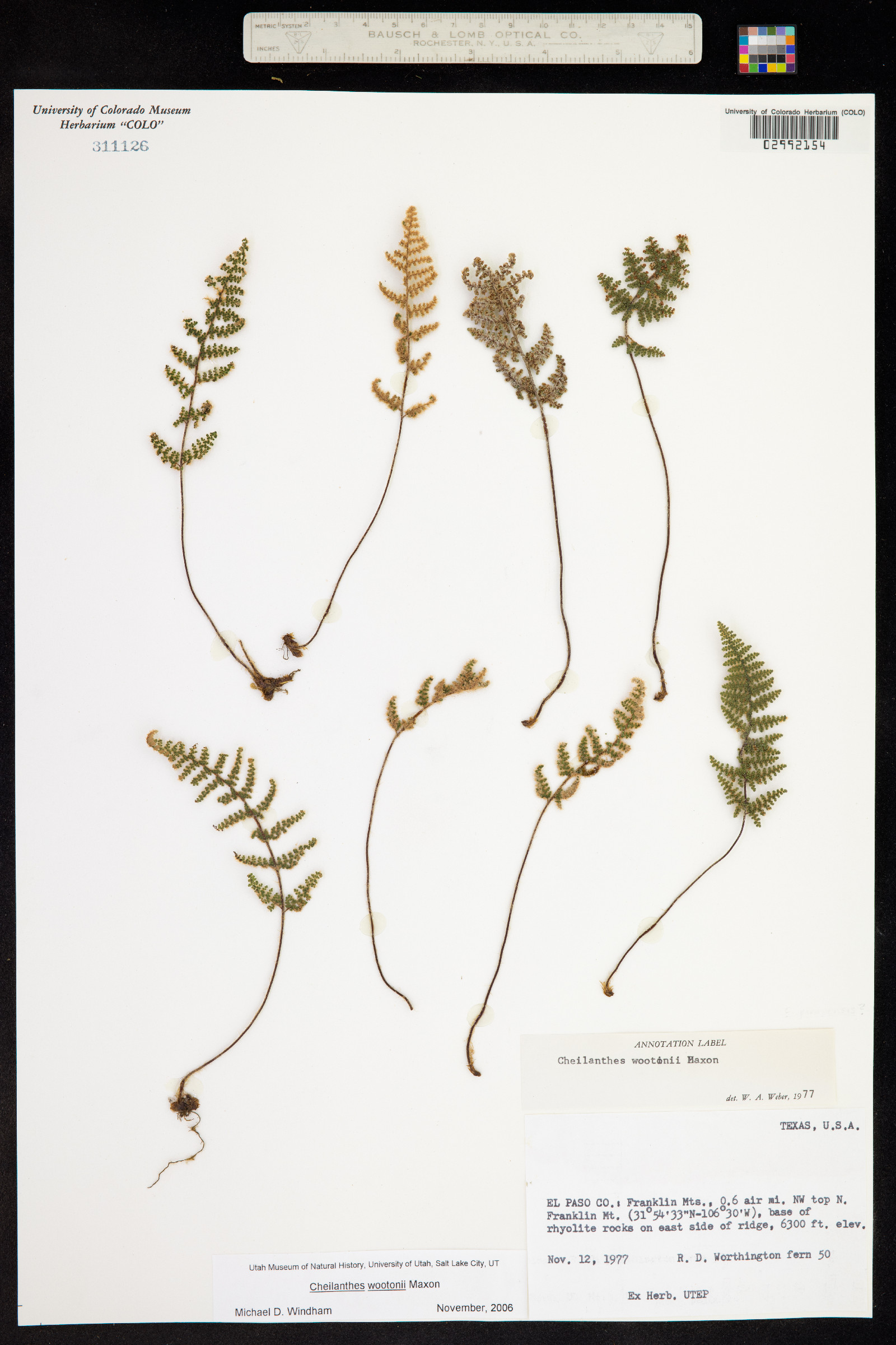 Cheilanthes wootonii image