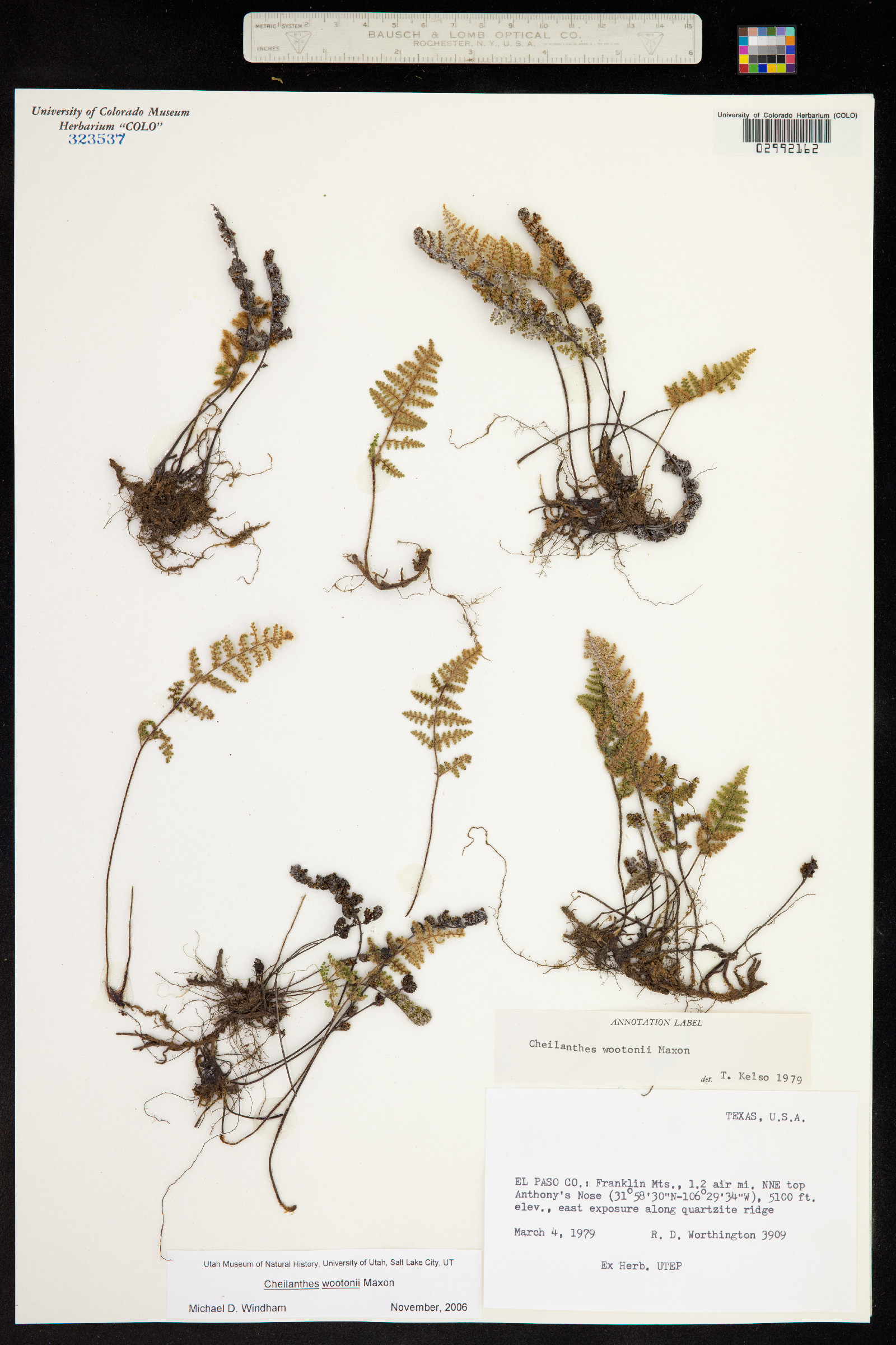 Cheilanthes wootonii image