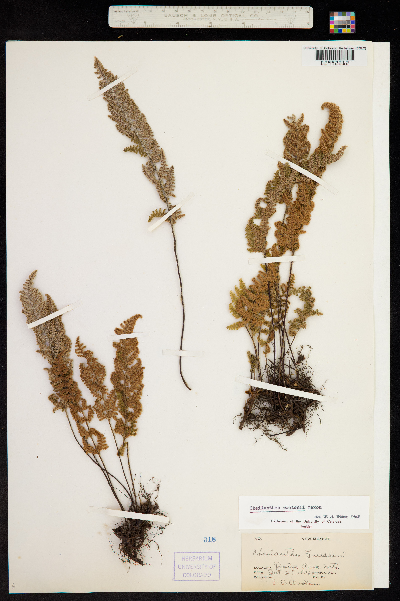 Cheilanthes wootonii image