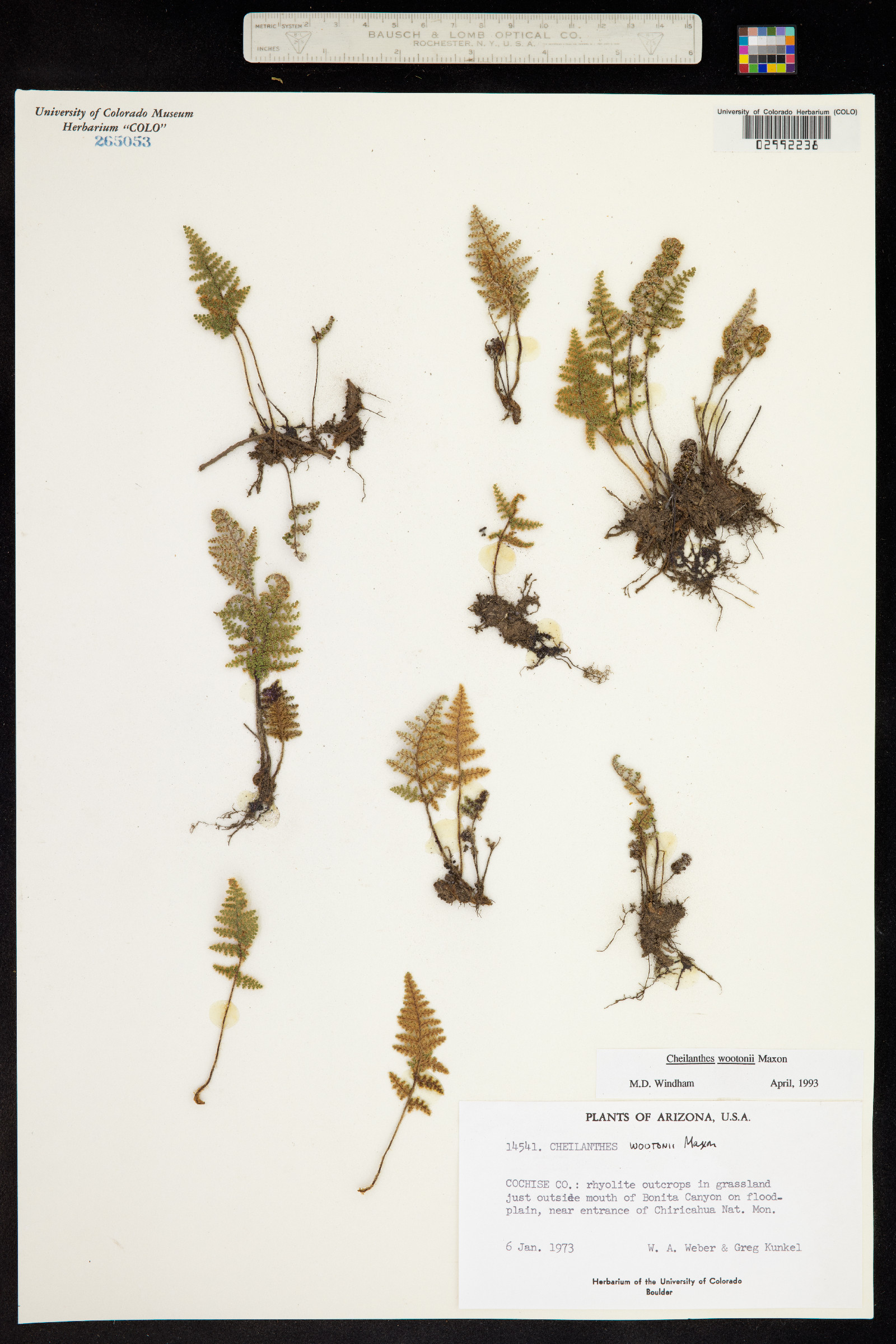Cheilanthes wootonii image