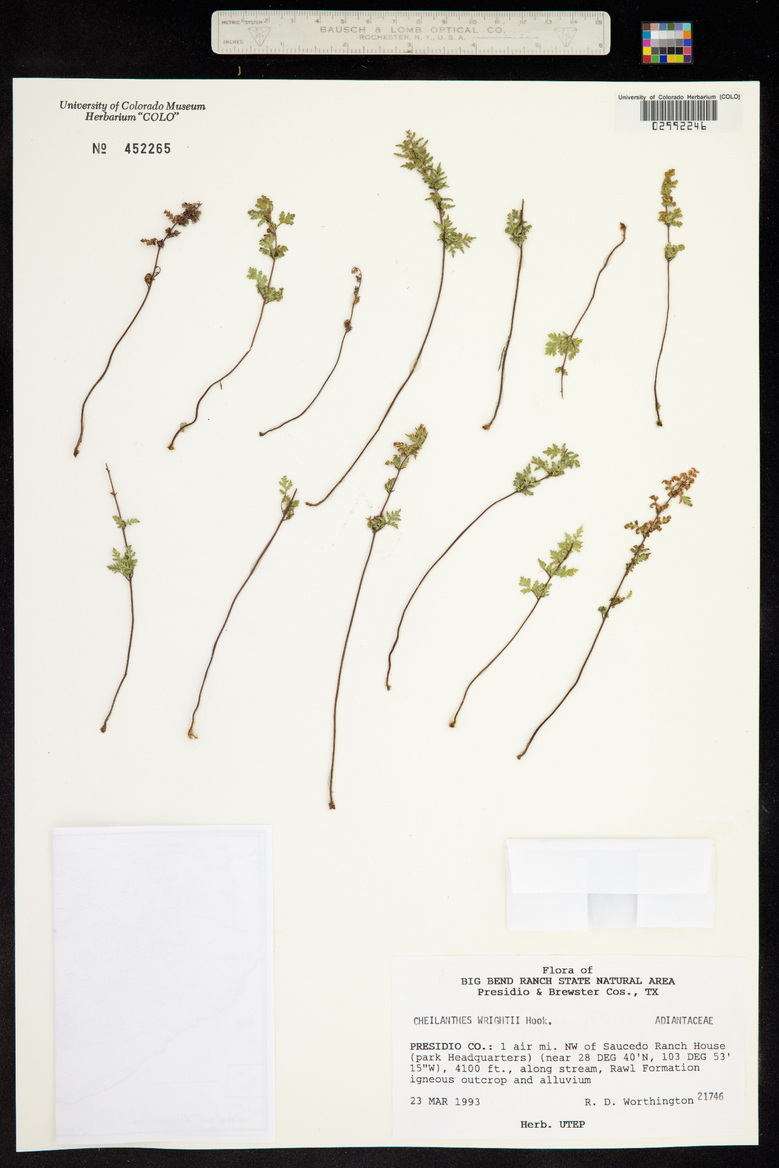 Cheilanthes wrightii image