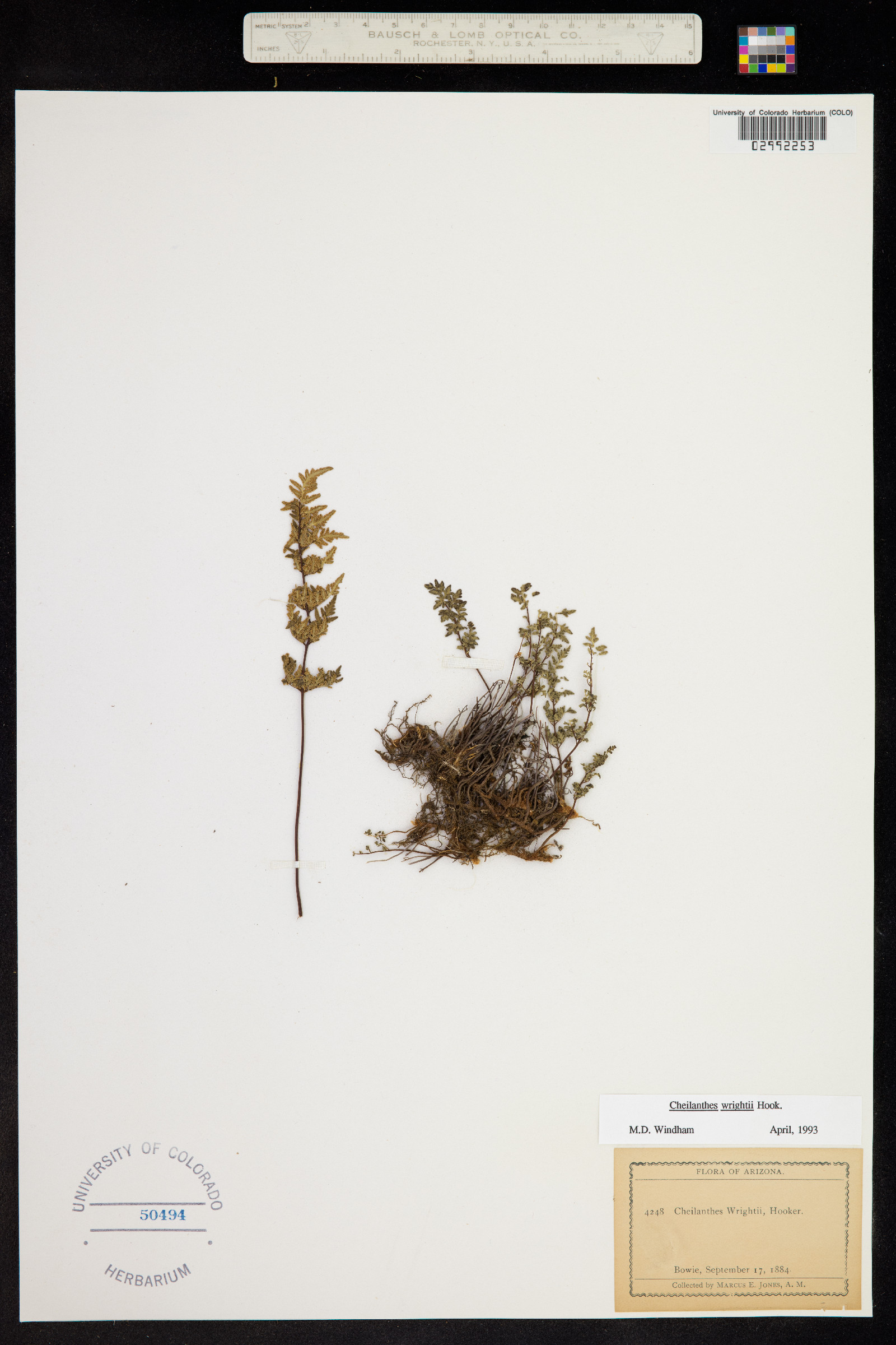 Cheilanthes wrightii image