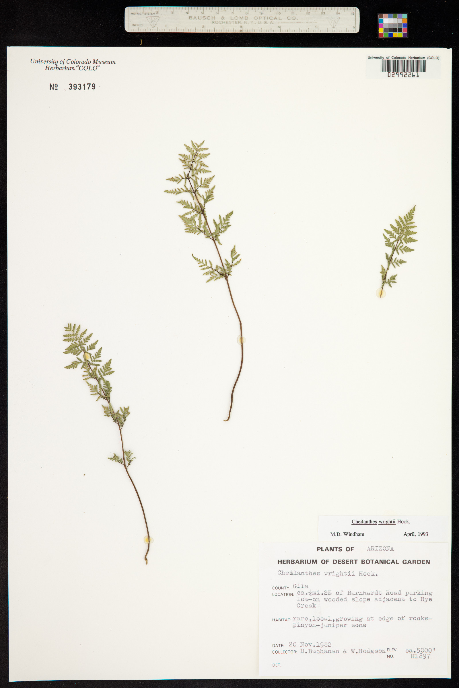 Cheilanthes wrightii image