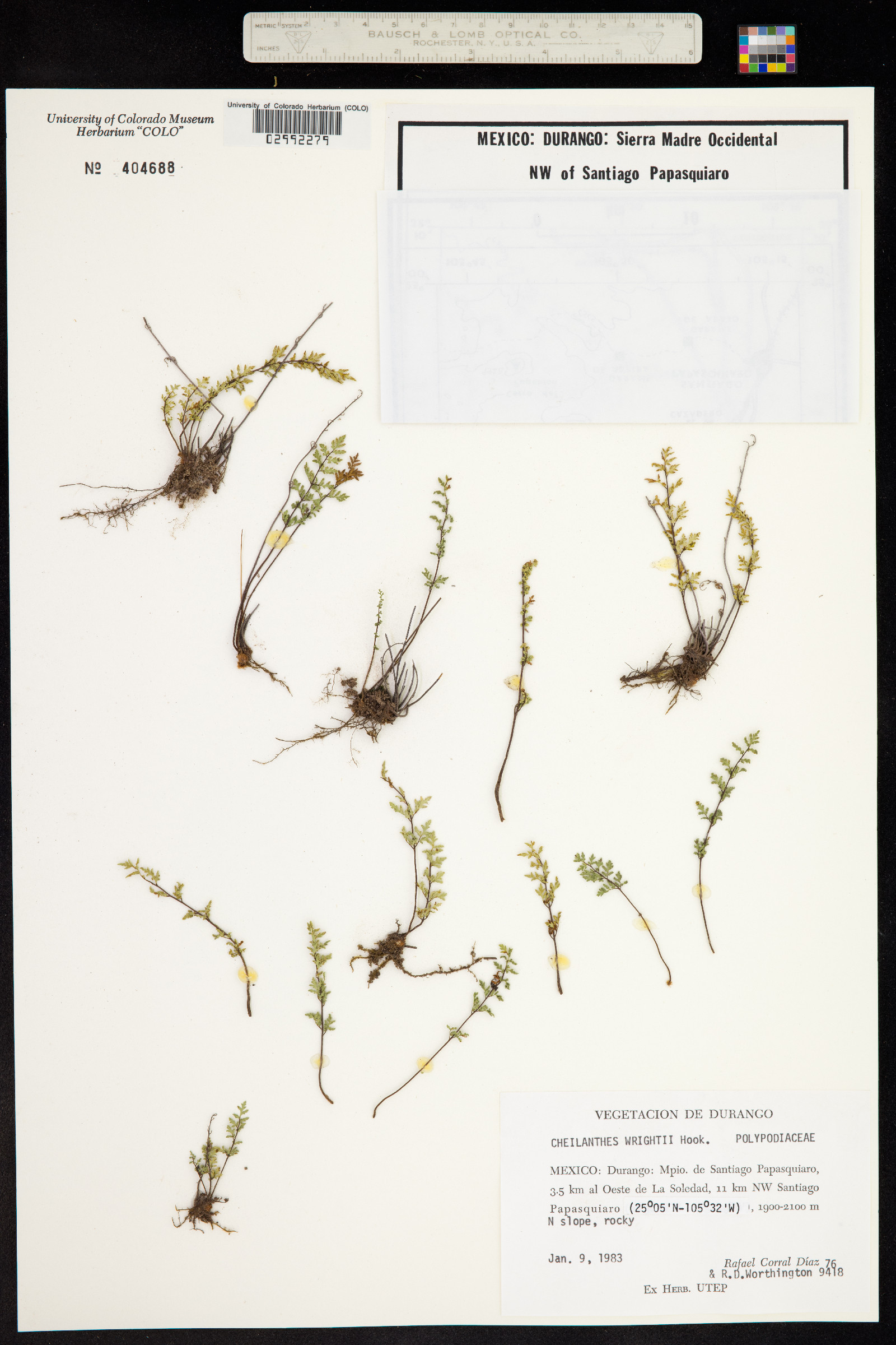 Cheilanthes wrightii image