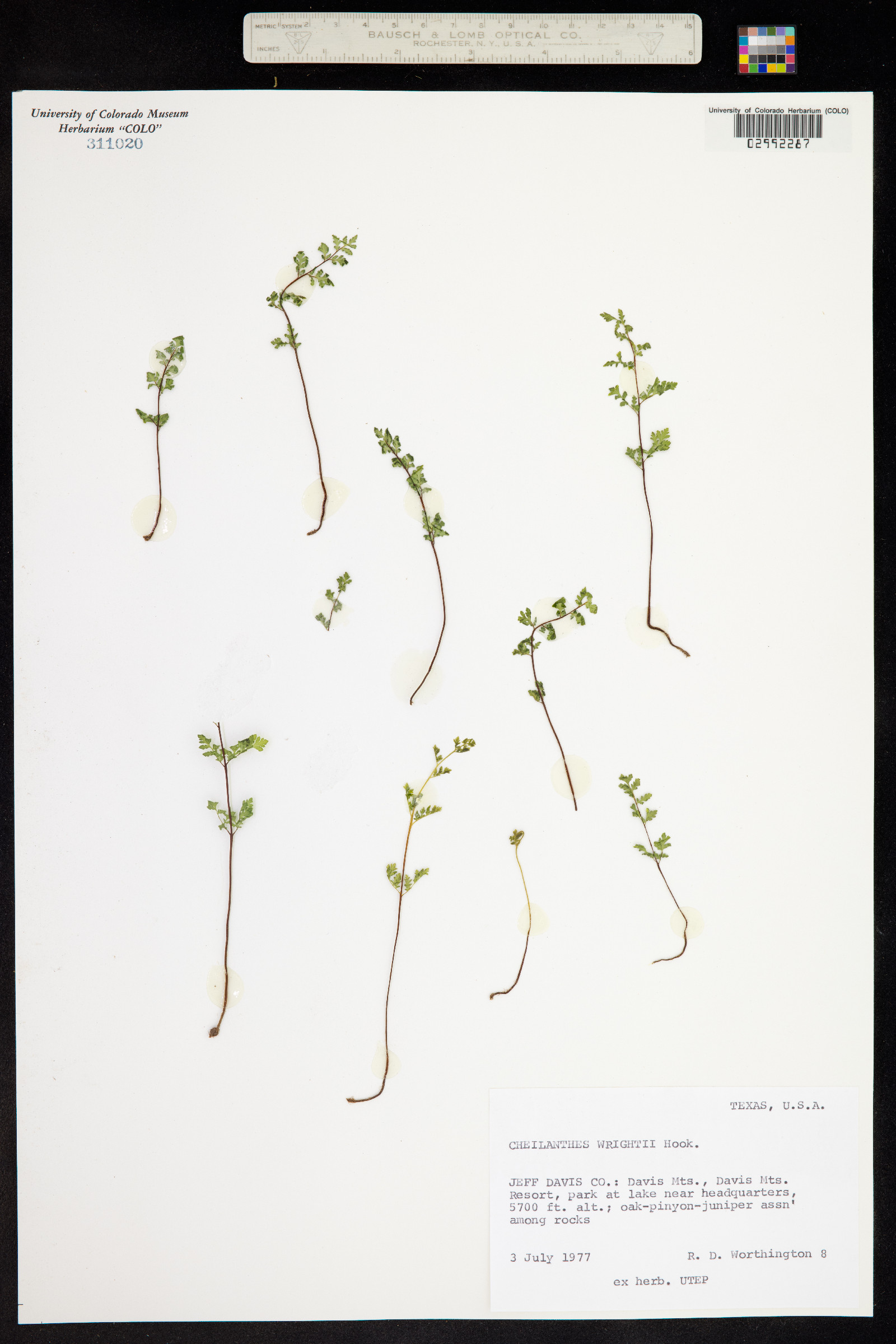 Cheilanthes wrightii image