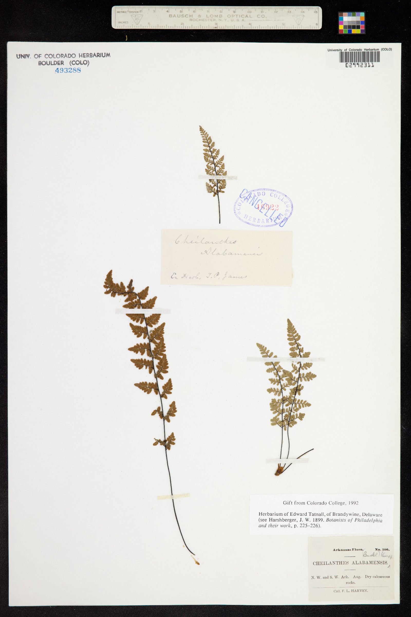 Cheilanthes alabamensis image