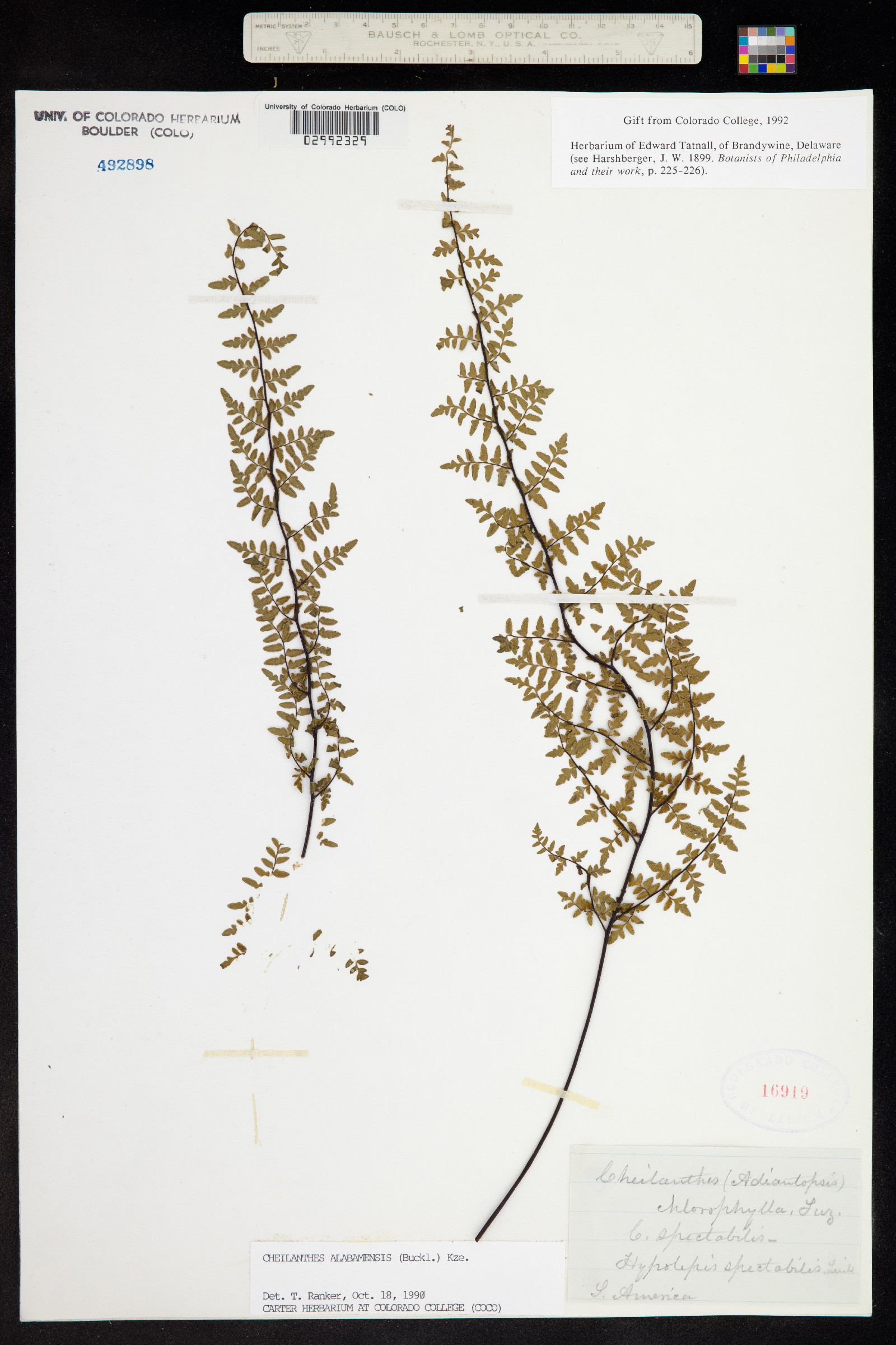 Cheilanthes alabamensis image