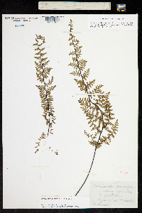 Image of Cheilanthes alabamensis