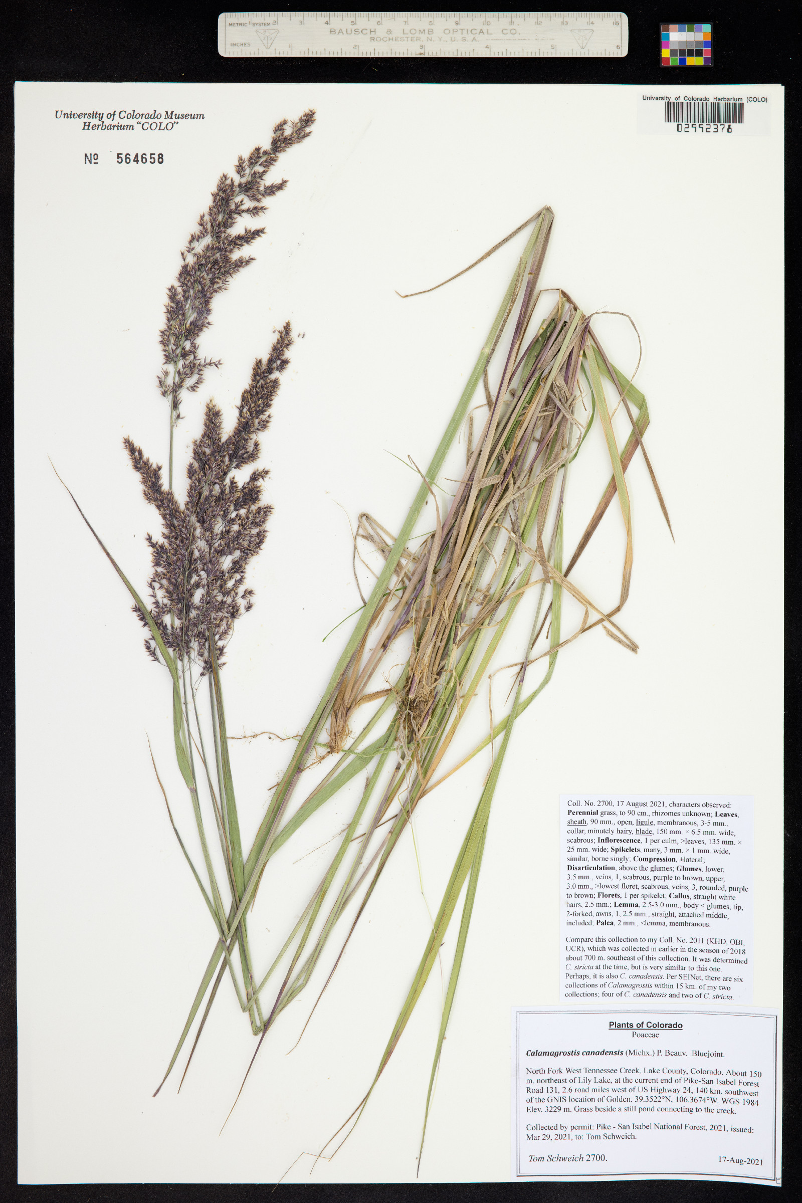 Calamagrostis canadensis image