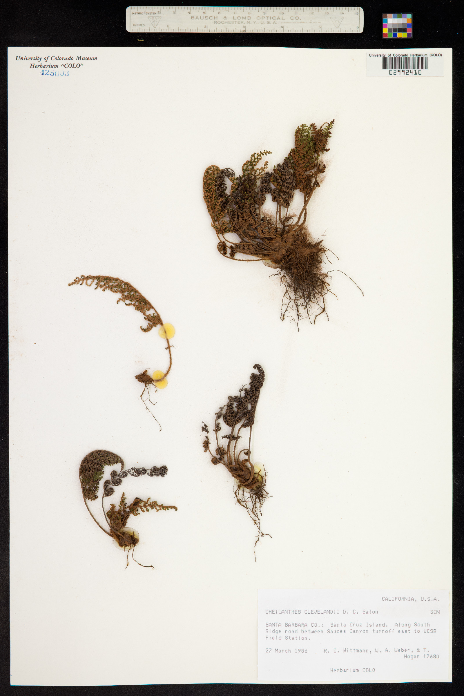 Cheilanthes clevelandii image