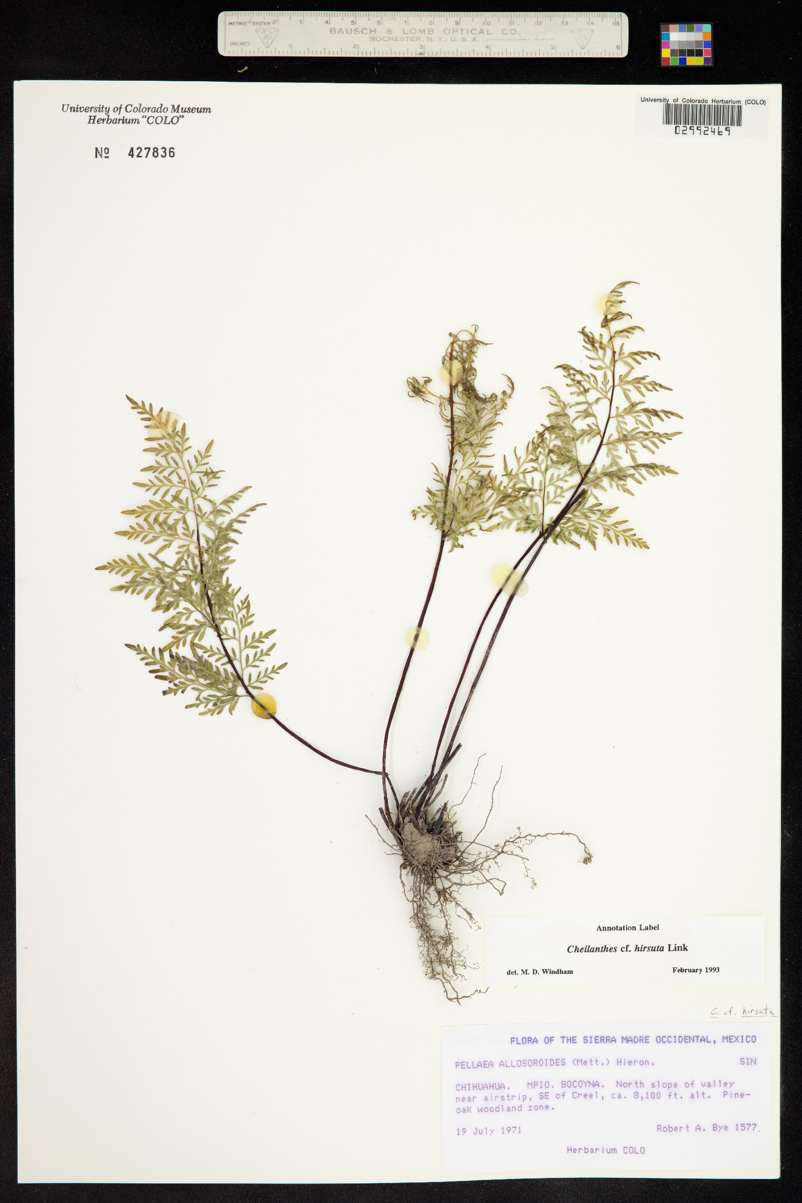 Gaga hirsuta image