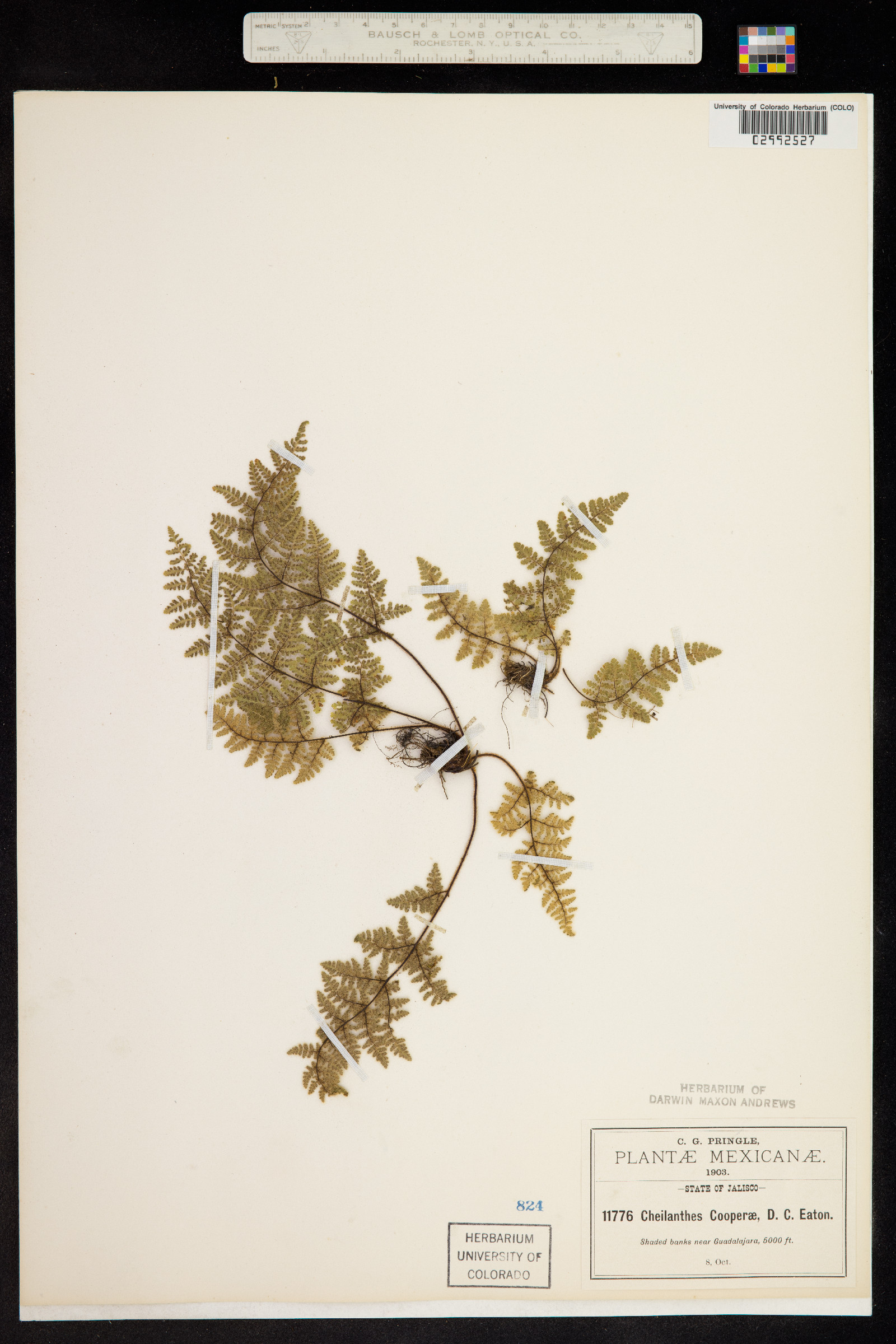 Cheilanthes cooperae image