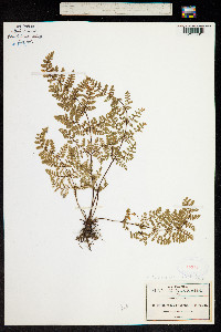 Image of Cheilanthes cooperae