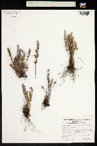 Cheilanthes lasiophylla image