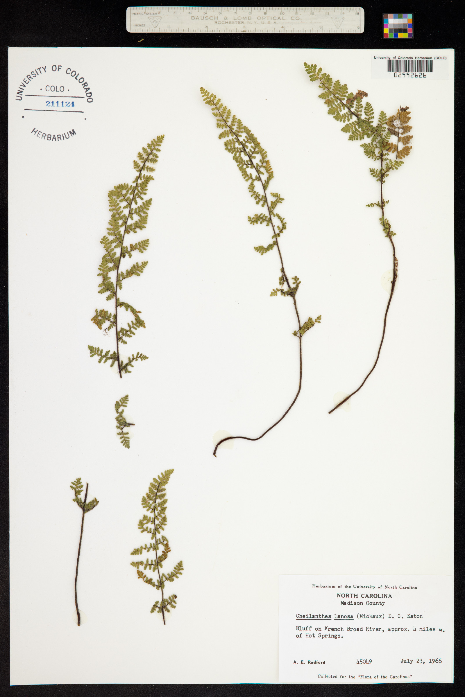 Cheilanthes lanosa image