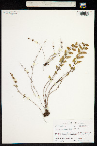 Image of Cheilanthes lanosa
