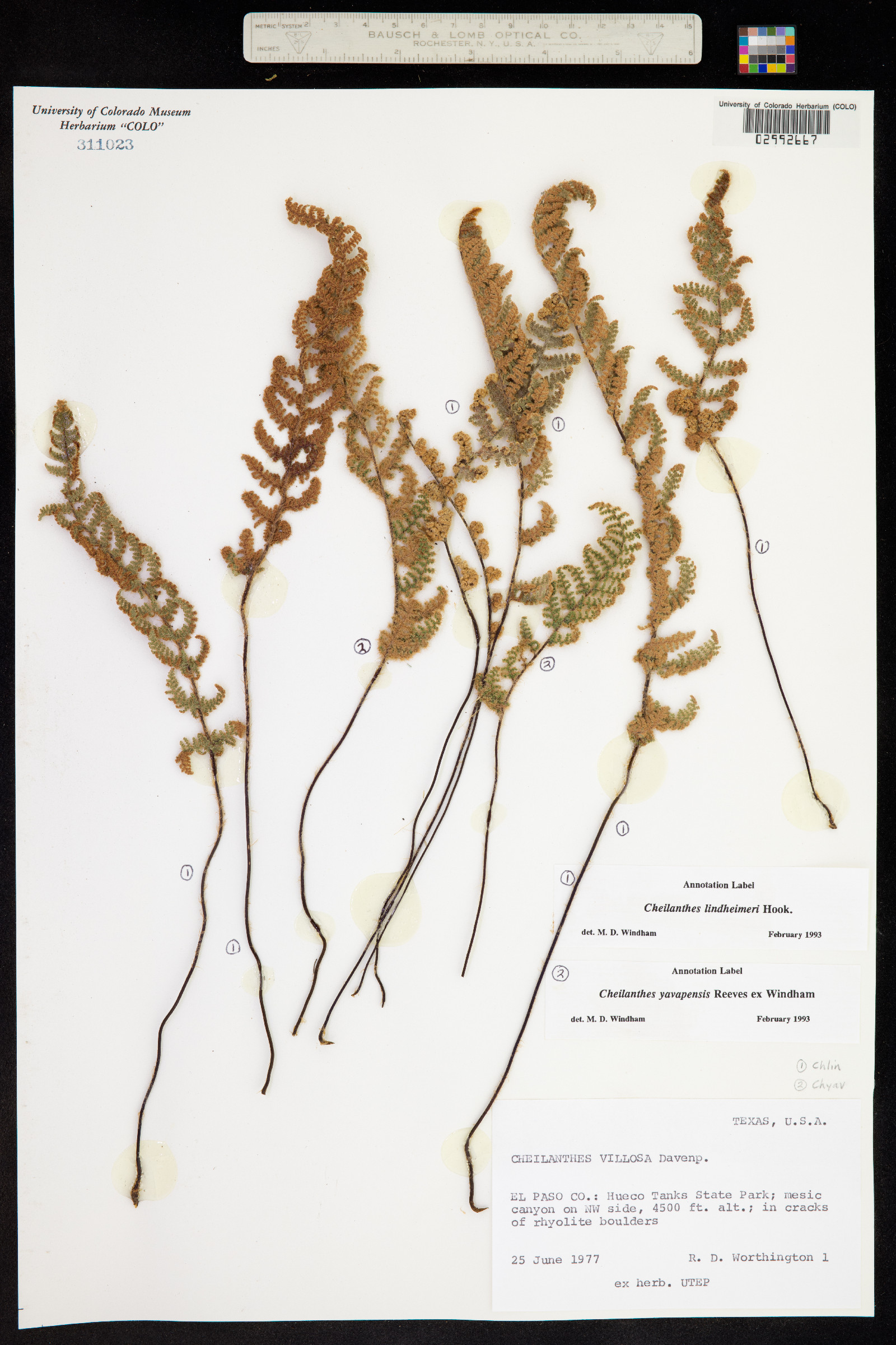 Cheilanthes villosa image