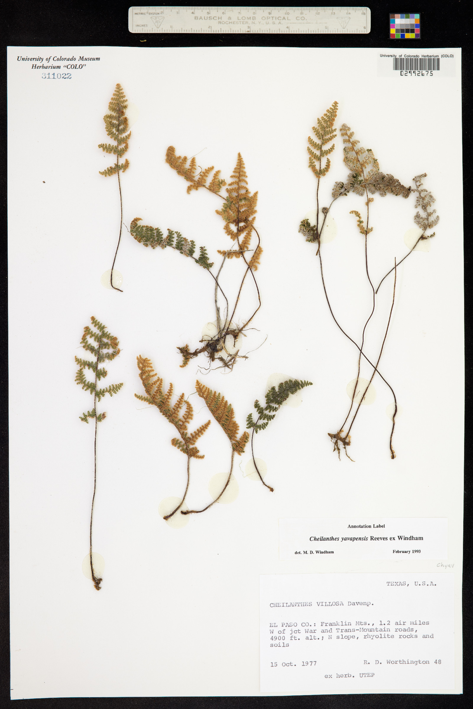 Cheilanthes villosa image