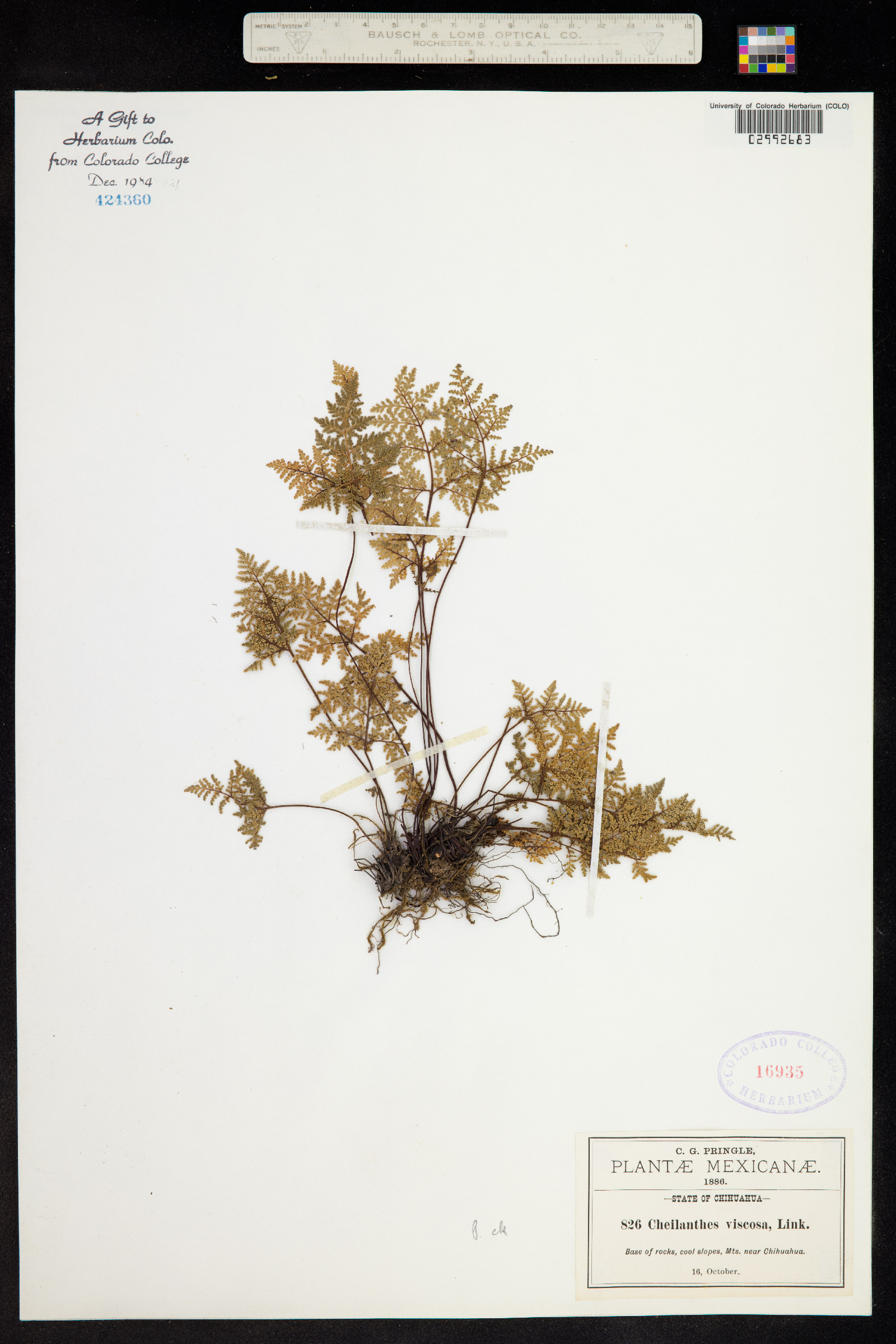 Cheilanthes viscida image