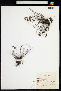 Myriopteris viscida image